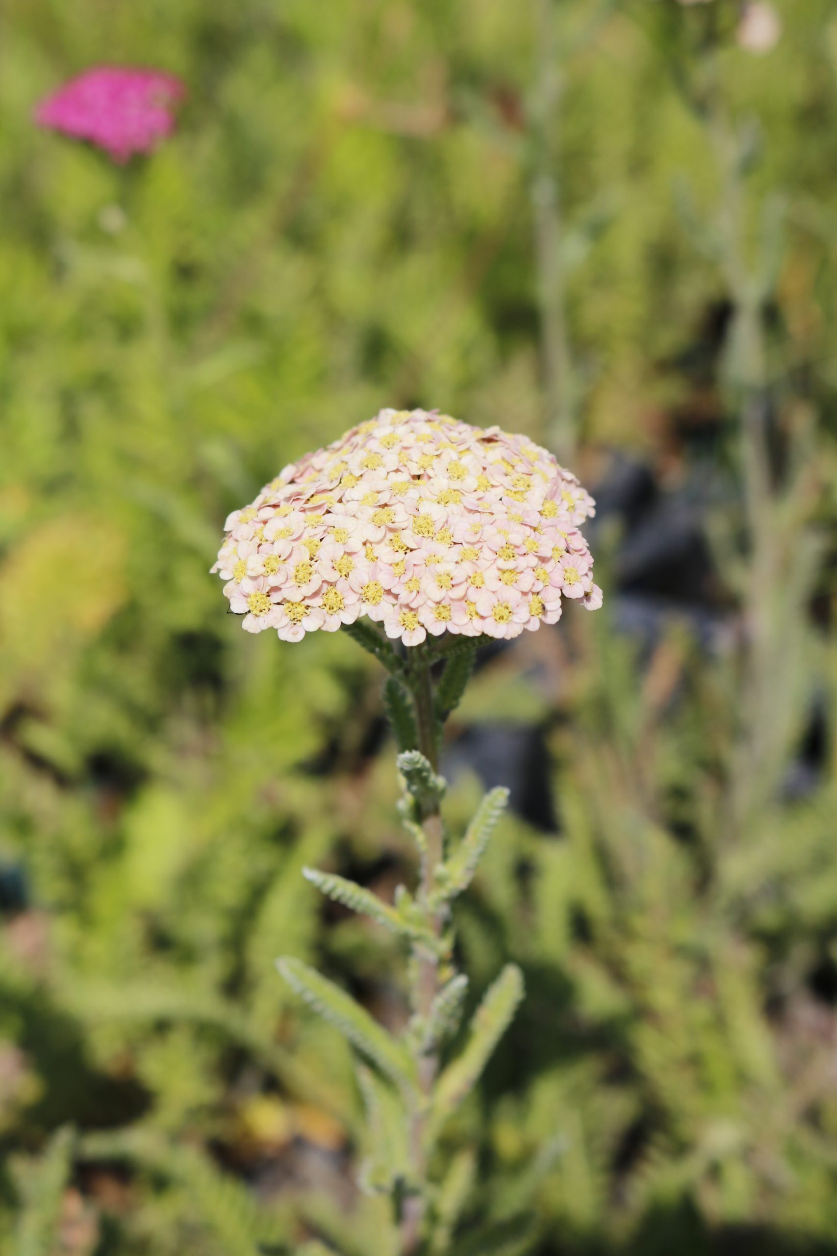 66_achillea_millefolium_summer_pastels_XS_001.jpeg