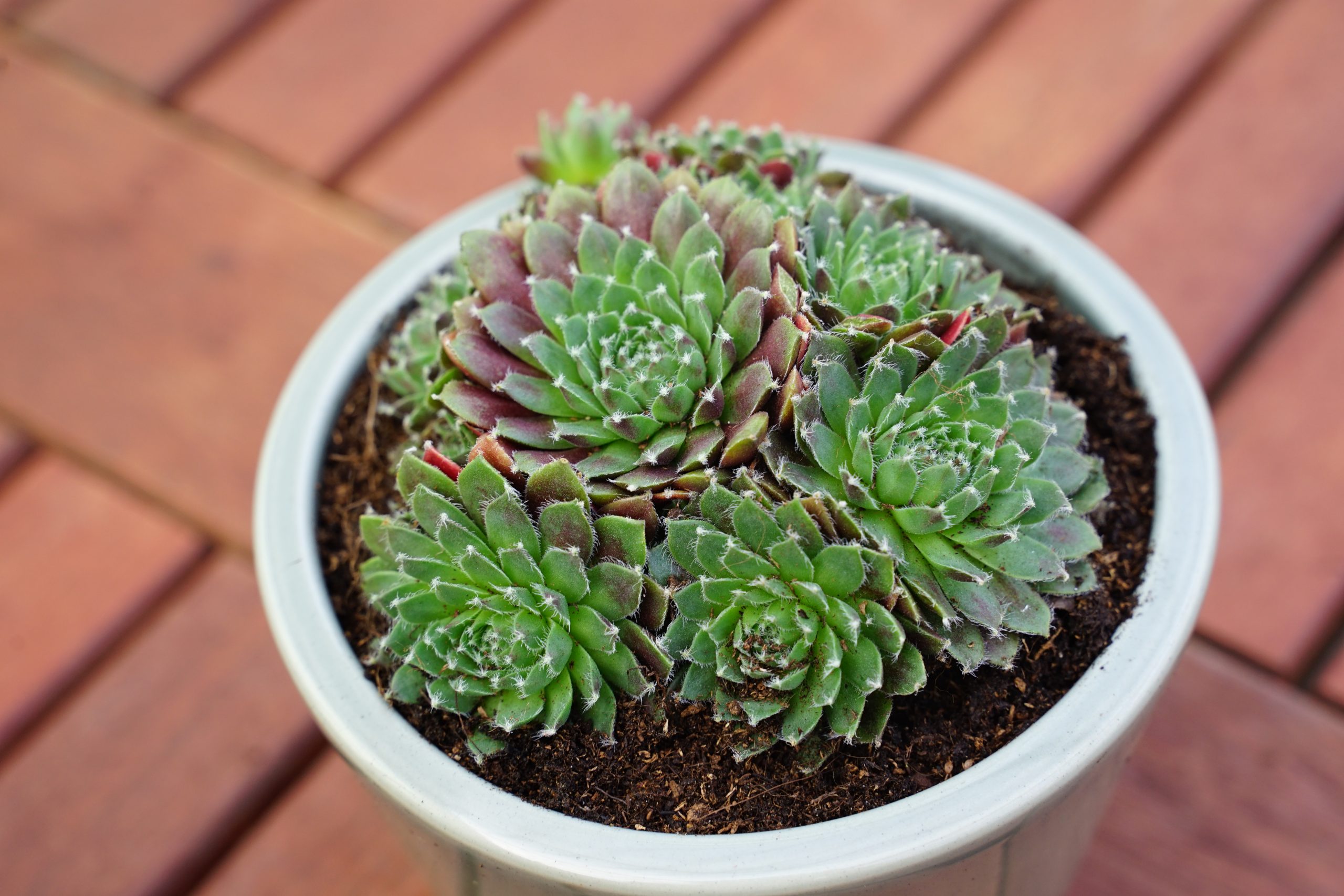 6718_sempervivum_cultorum_cassiopea_SS_001.jpeg