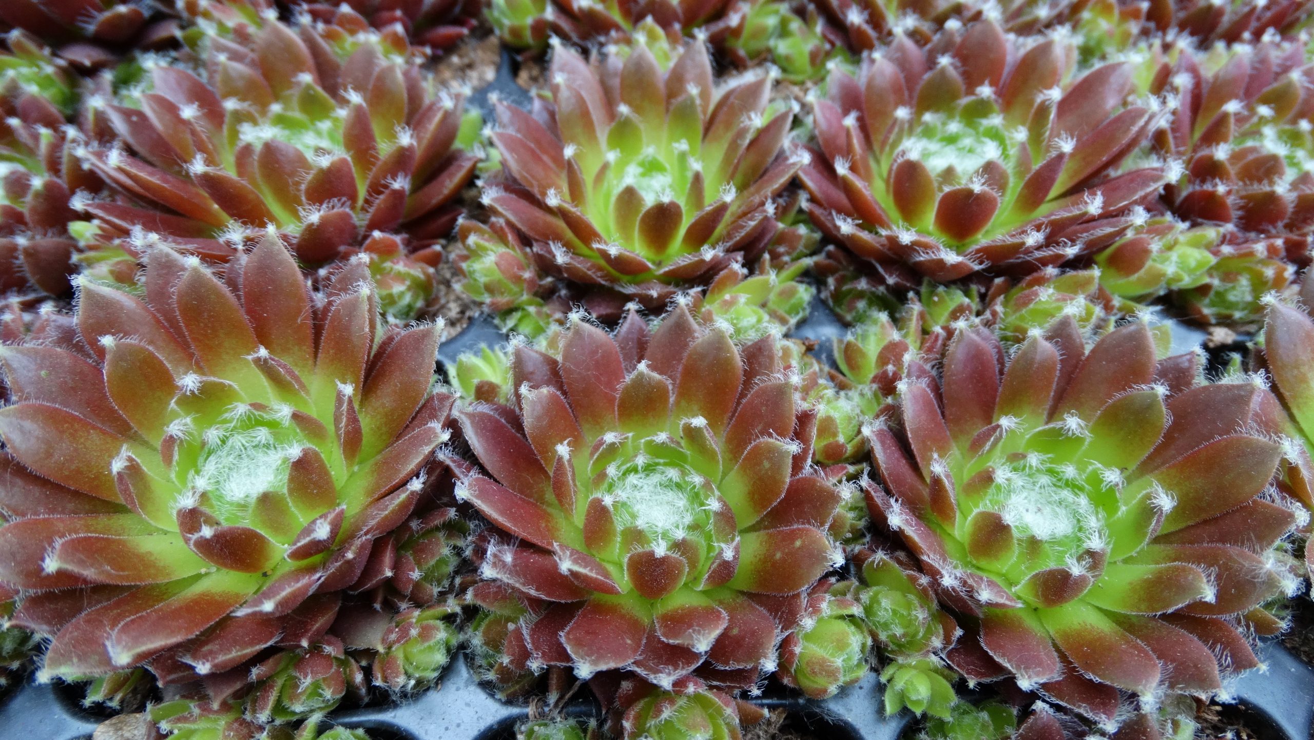 6720_sempervivum_cultorum_cassiopea_SR_004.jpeg