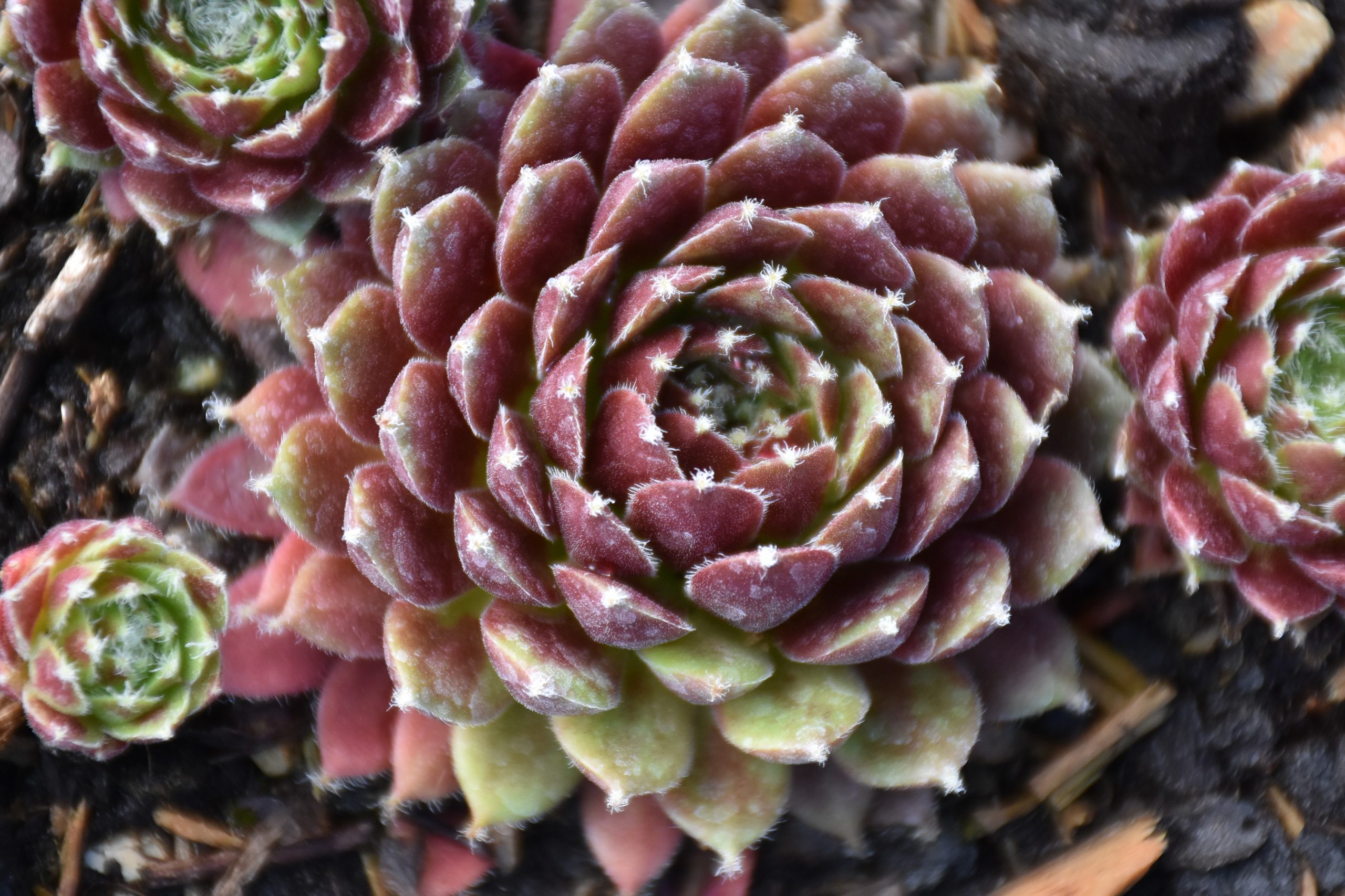 6721_sempervivum_cultorum_cassiopea_XS_005.jpeg