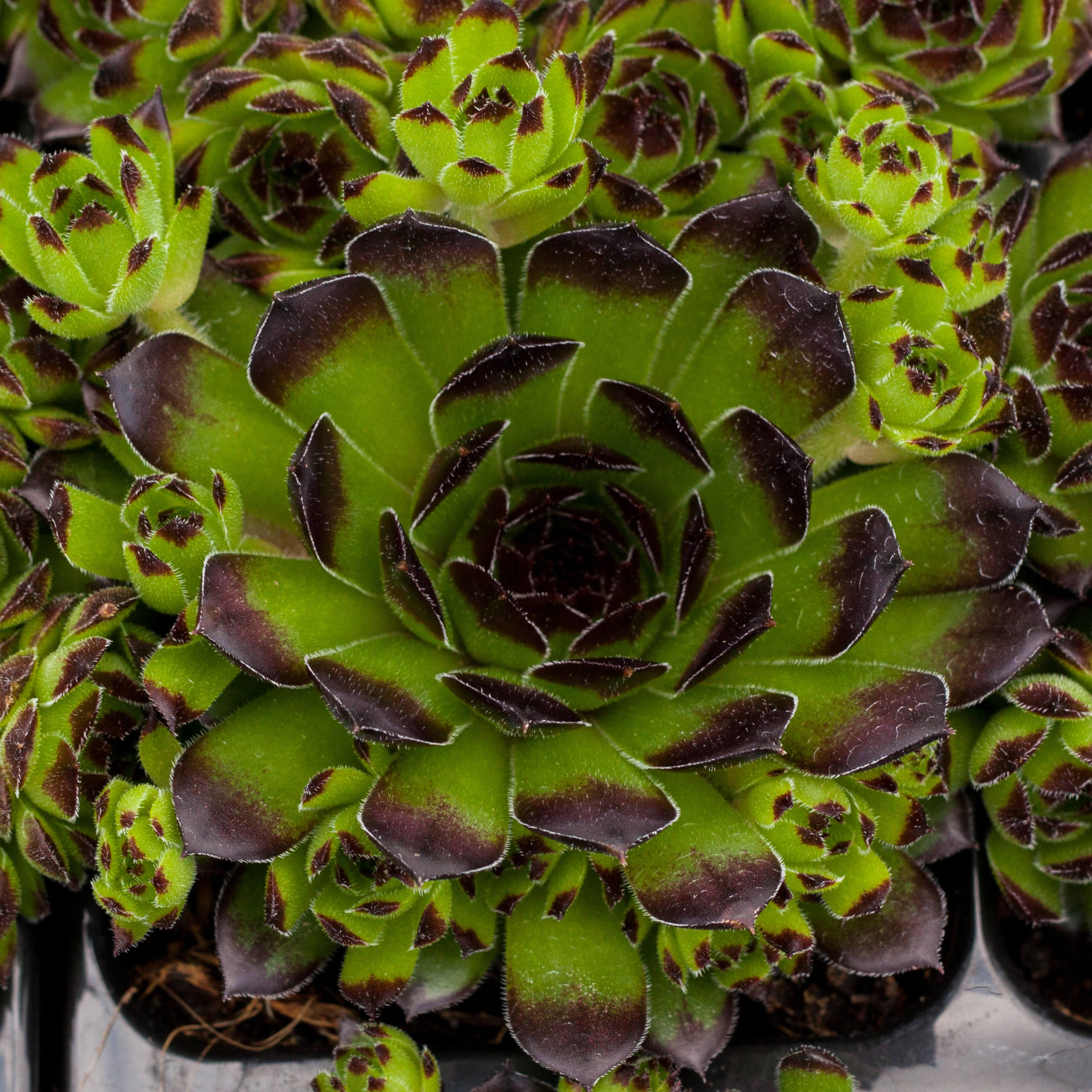 6735_sempervivum_cultorum_reinhard_SR_006.jpeg