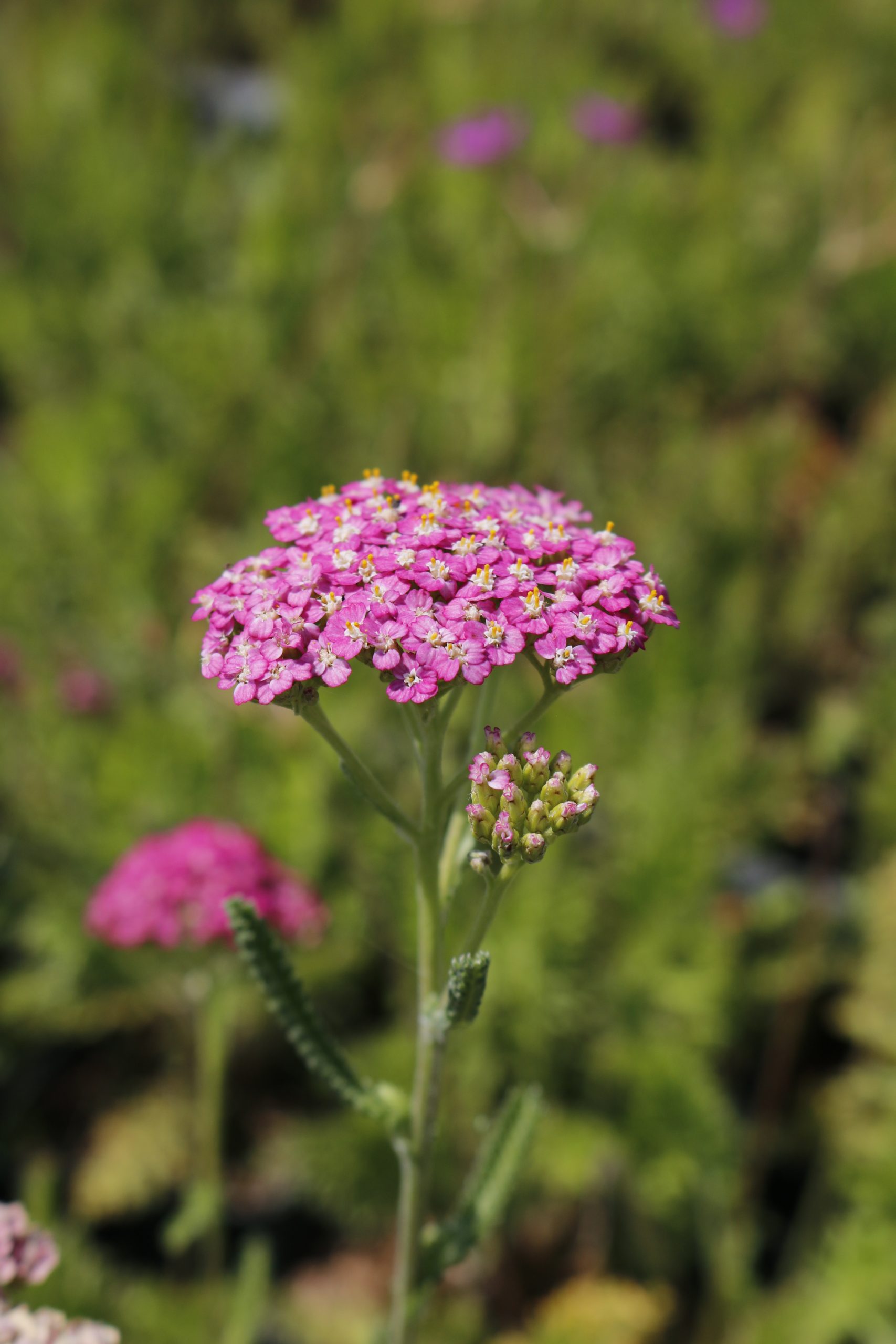 67_achillea_millefolium_summer_pastels_XS_002.jpeg