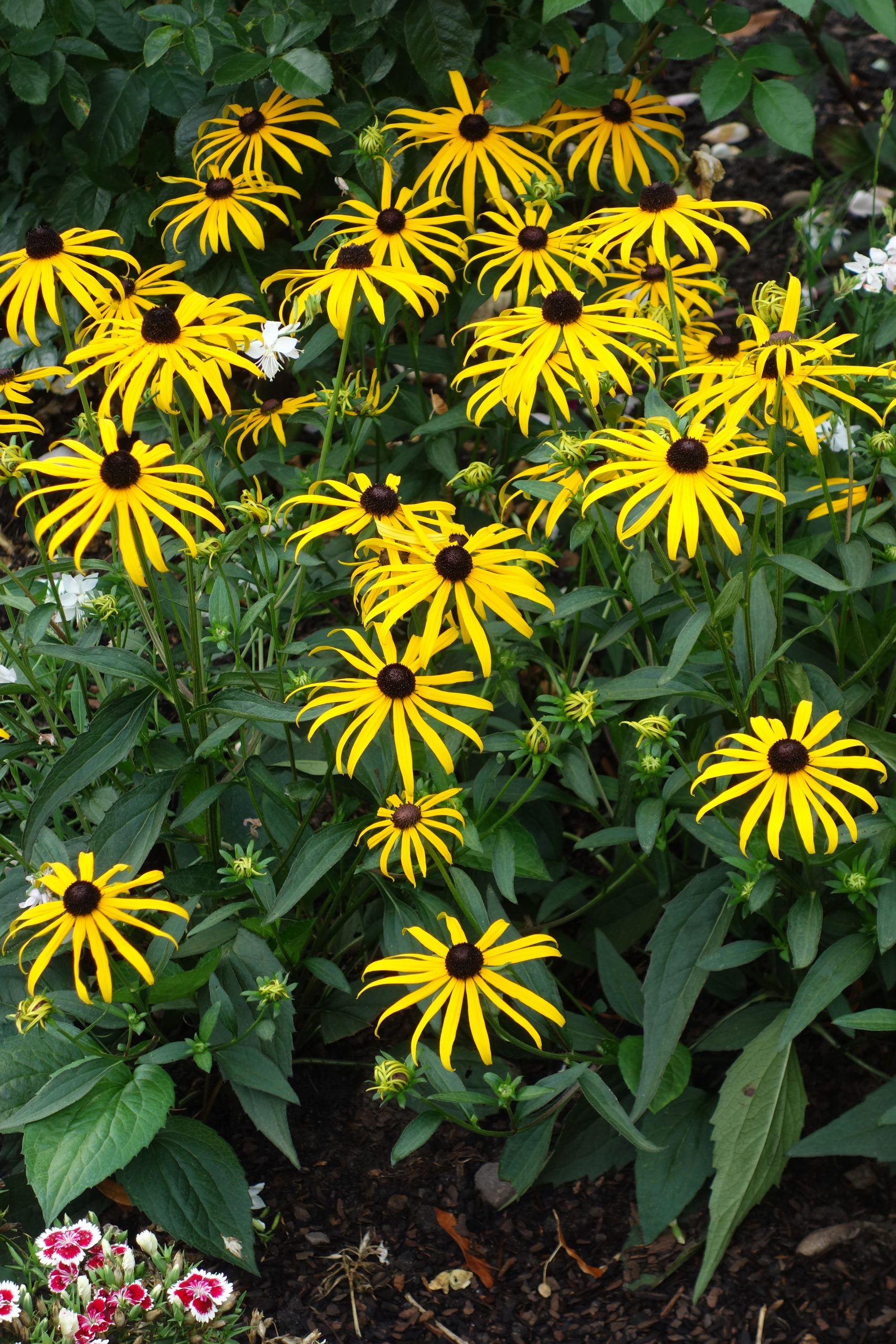 6800_rudbeckia_fulgida_forever_gold_SS_002.jpeg