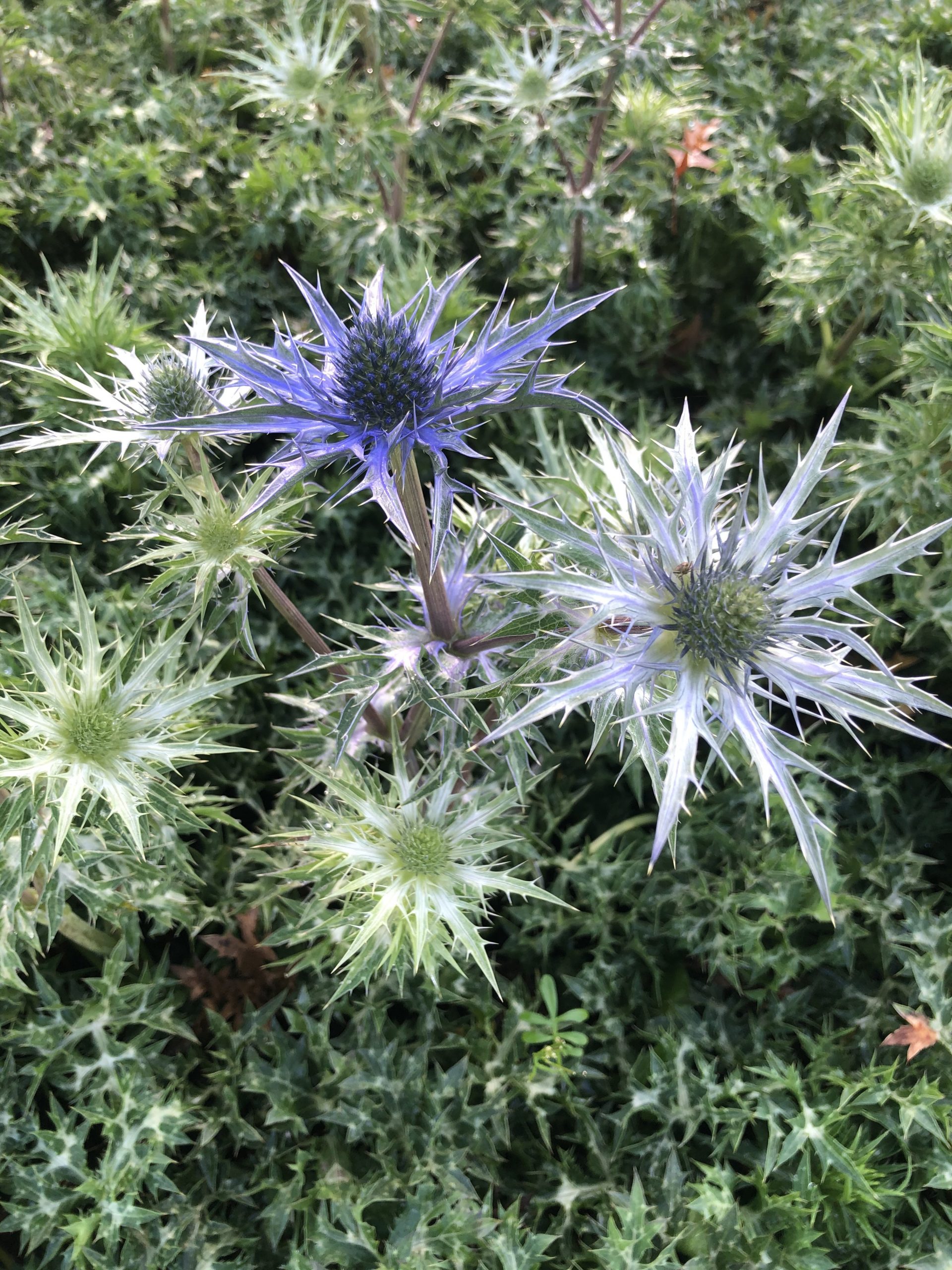 6846_eryngium_cultorum_lapis_blue_SS_001.jpeg
