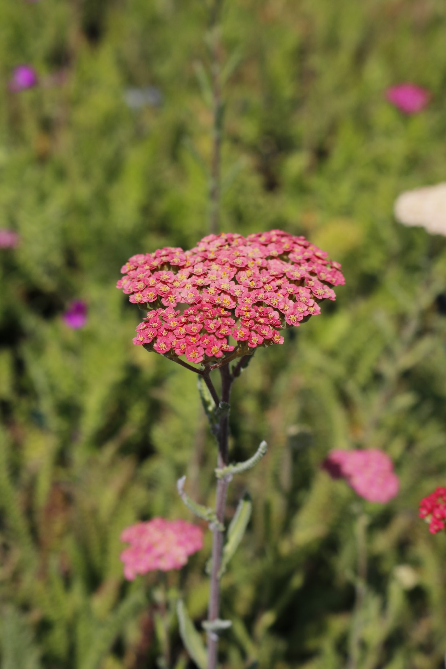 68_achillea_millefolium_summer_pastels_XS_003.jpeg