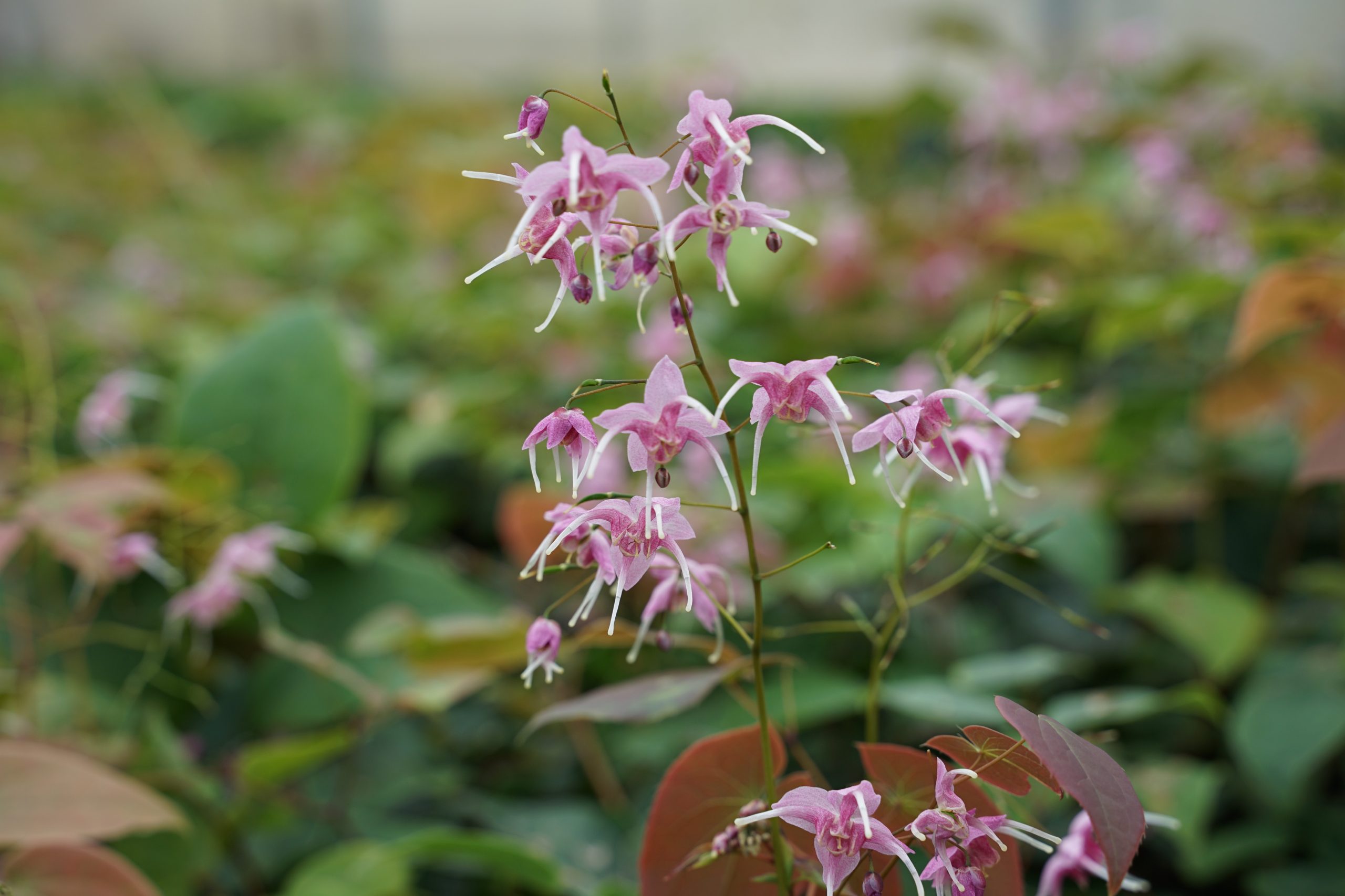 6915_epimedium_cultorum_pretty_in_pink_SS_001.jpeg