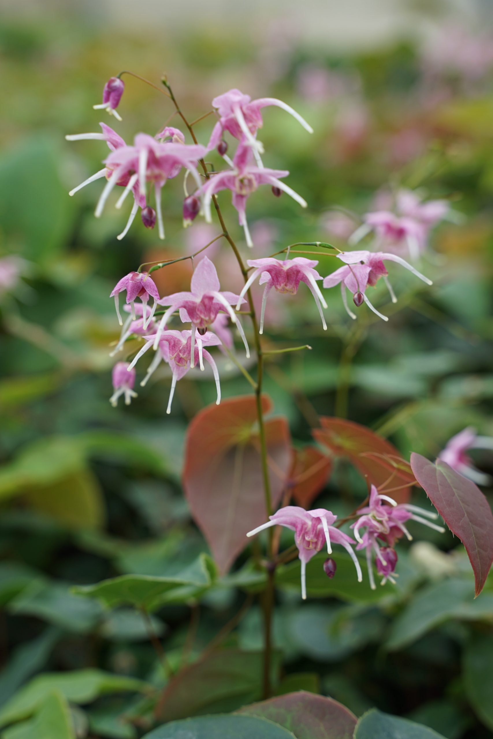 6916_epimedium_cultorum_pretty_in_pink_SS_002.jpeg
