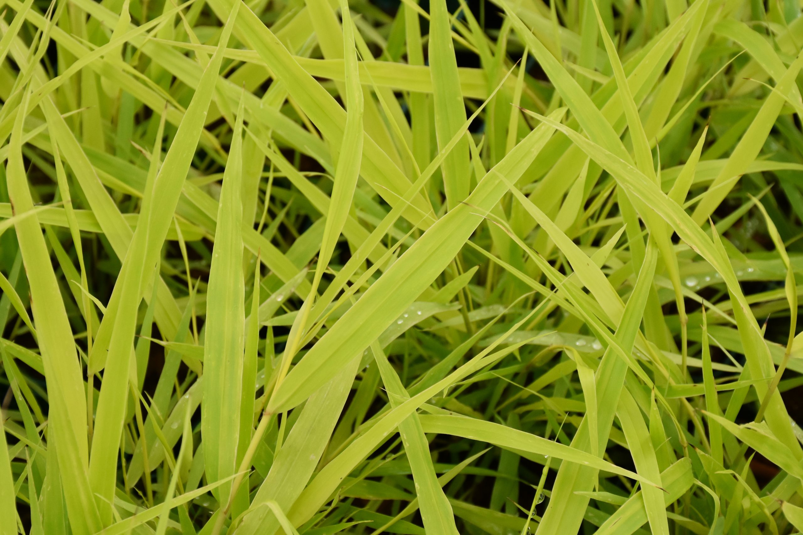 6934_hakonechloa_macra_sunflare_XS_002.jpeg