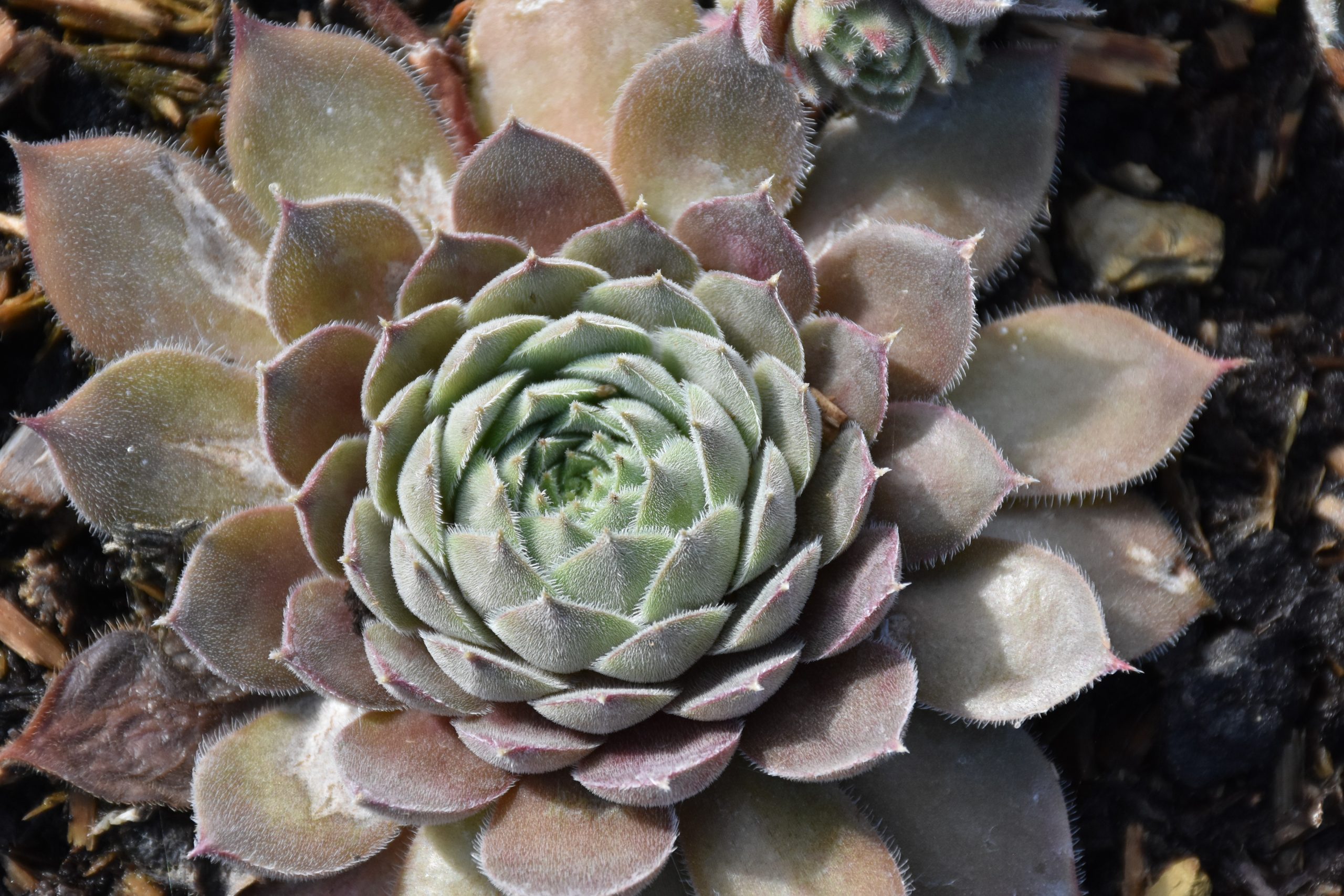 6938_sempervivum_cultorum_aquila_XS_002.jpeg