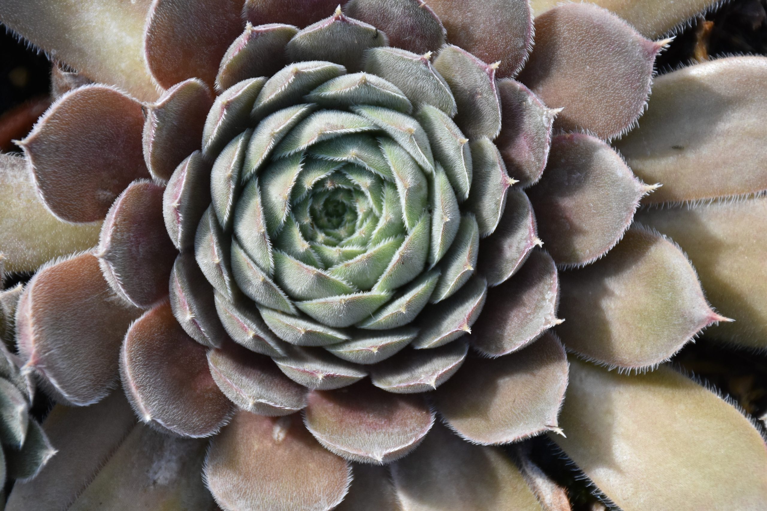 6939_sempervivum_cultorum_aquila_XS_003.jpeg