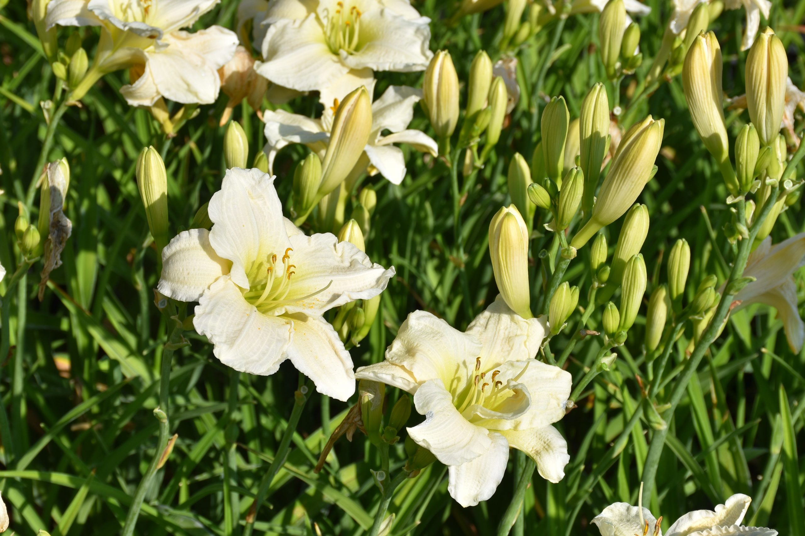 6952_hemerocallis_cultorum_gentle_shepherd_XS_003.jpeg