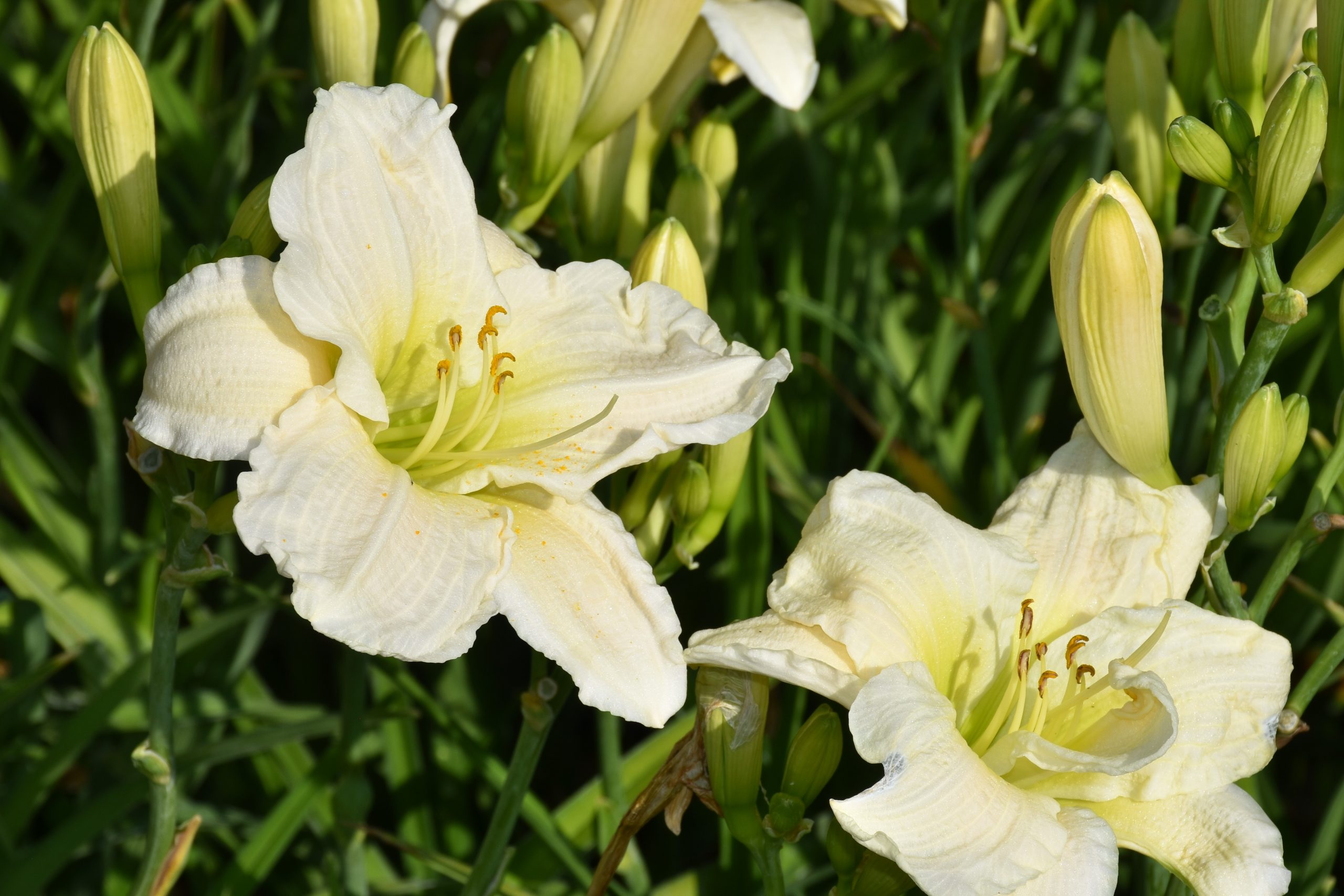 6953_hemerocallis_cultorum_gentle_shepherd_XS_004.jpeg