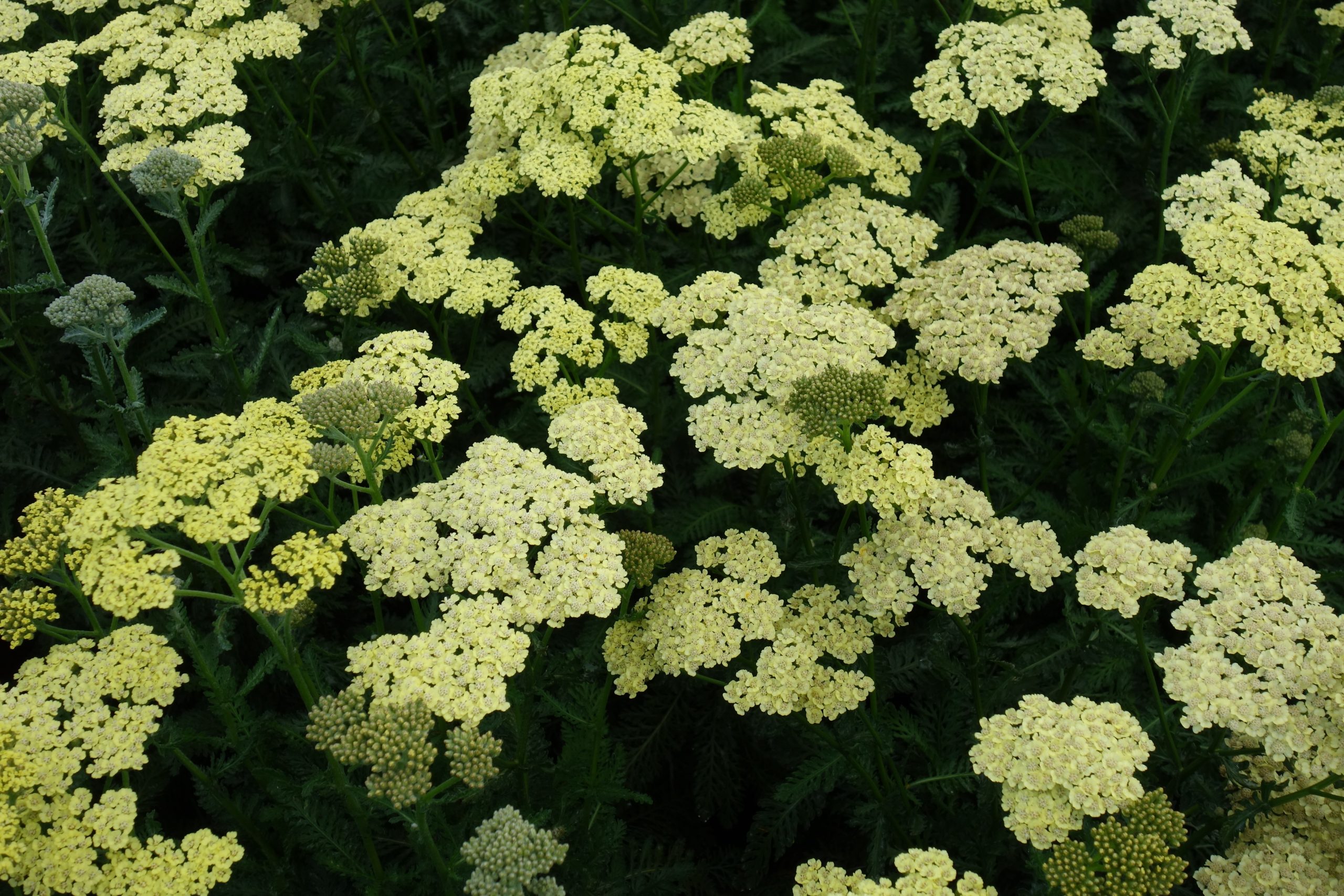 6960_achillea_clypeolata_anthea_SS_005.jpeg
