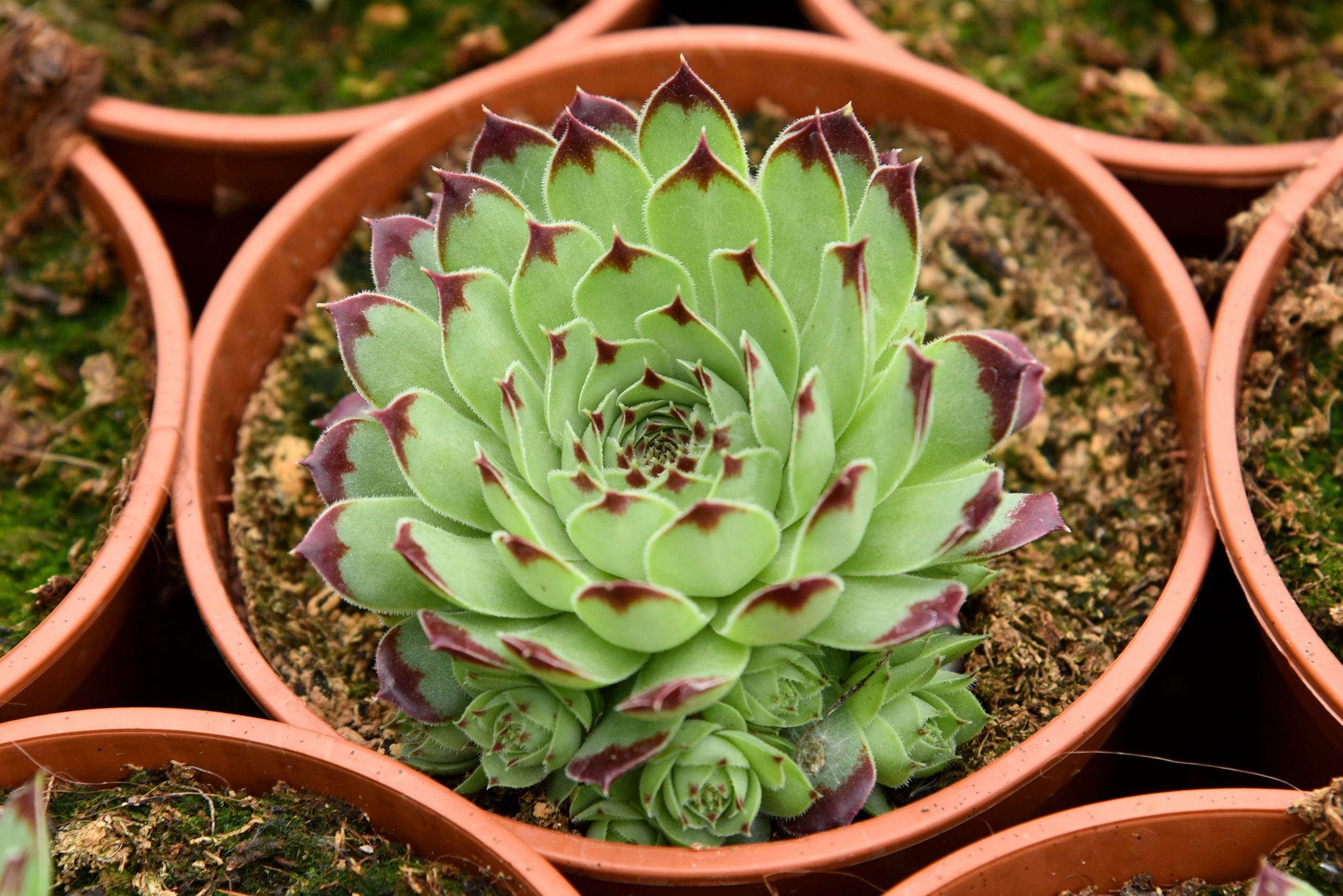 7002_sempervivum_cultorum_taurus_SR_001-1.jpeg