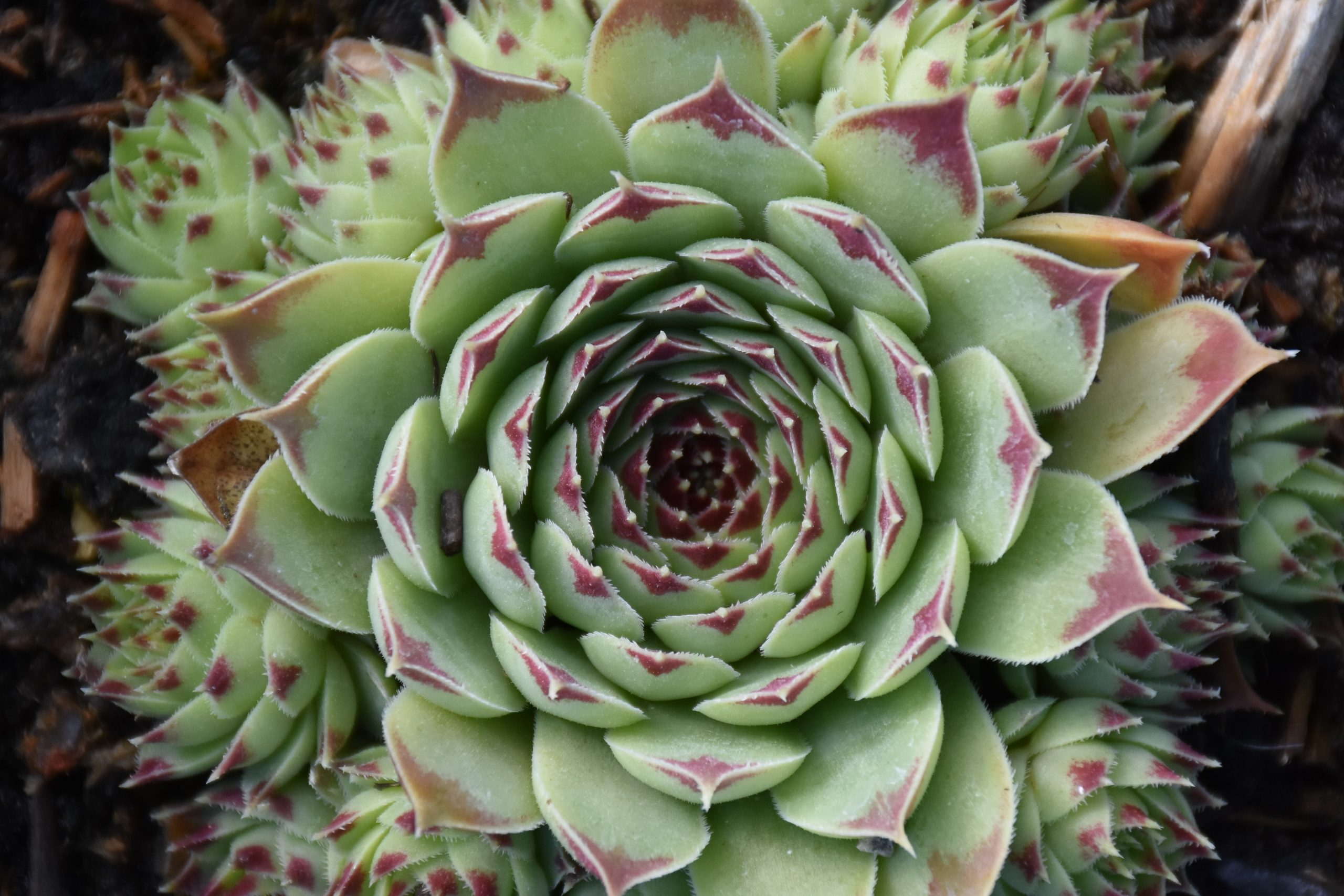 7003_sempervivum_cultorum_taurus_XS_002-1.jpeg