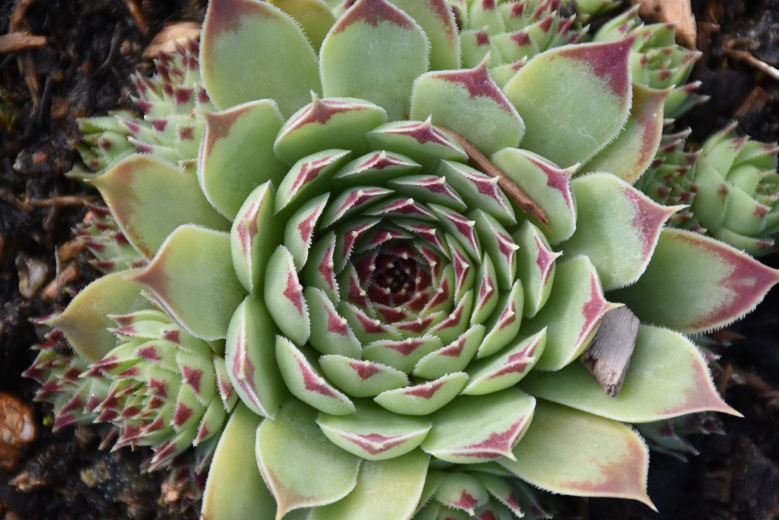 7004_sempervivum_cultorum_taurus_XS_003-1.jpeg