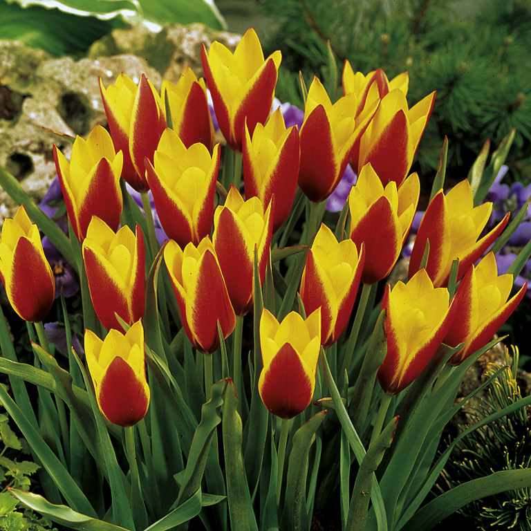 7019_tulipa_clusiana_tinka_ZK_001.jpeg