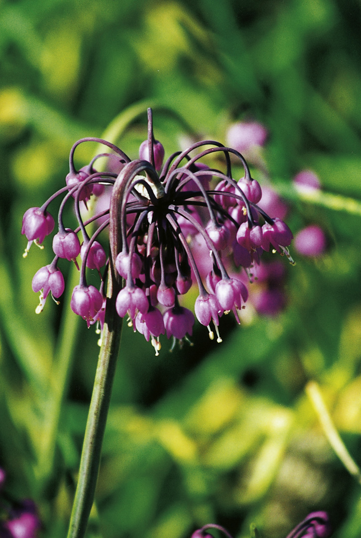 7020_allium_cernuum_ZK_001.jpeg
