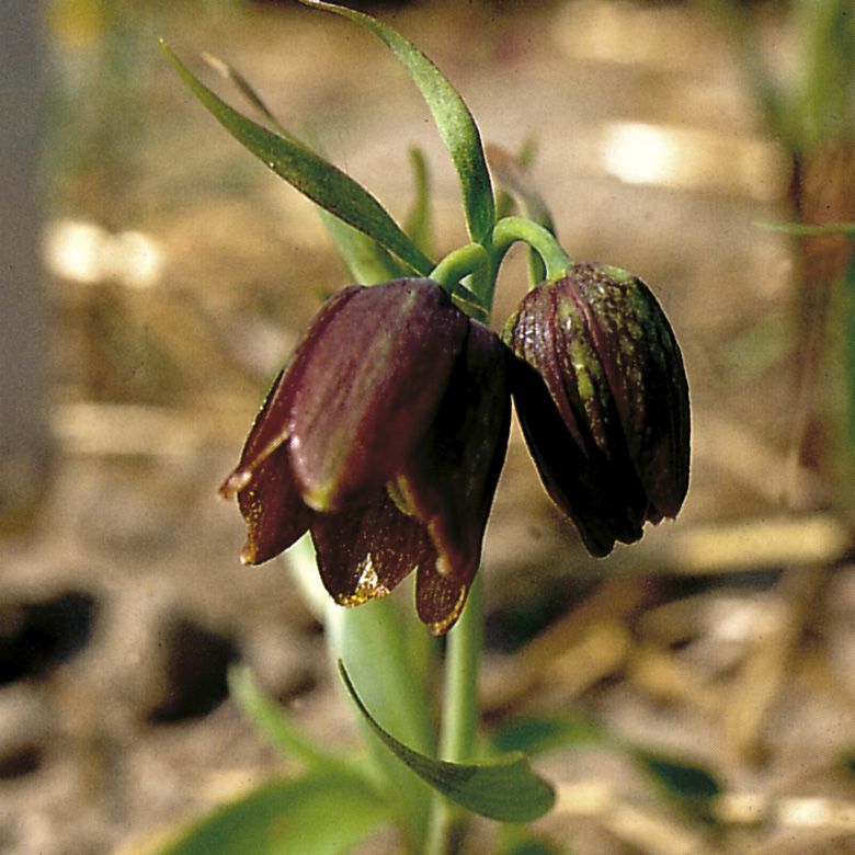 7035_fritillaria_davisii_ZK_001.jpeg