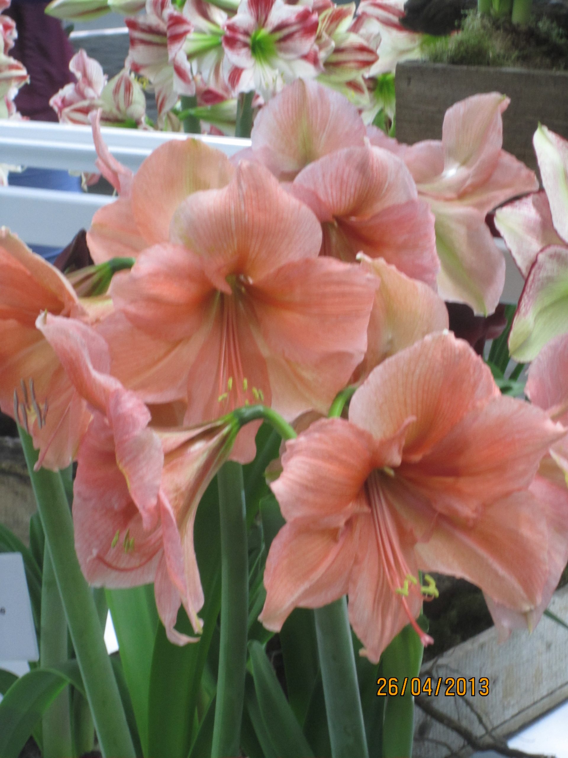 7044_hippeastrum_cultorum_rilona_ZK_001.jpeg