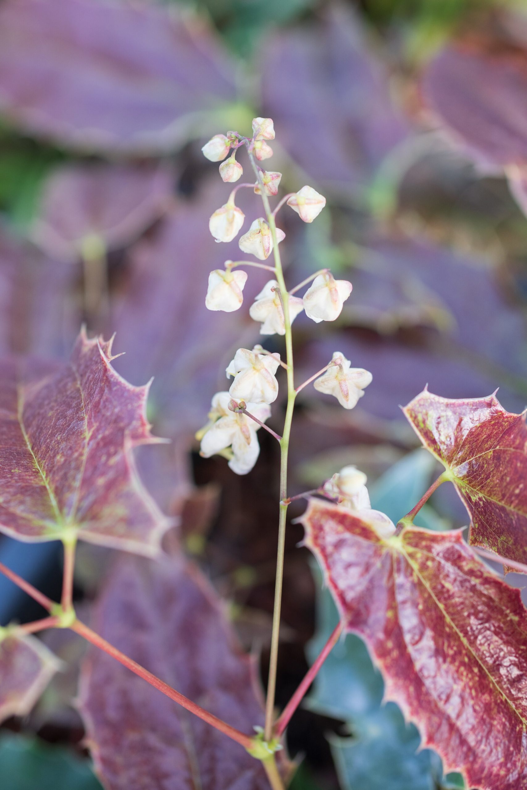 7056_epimedium_wushanense_spiny_leaves_form_SR_001.jpeg
