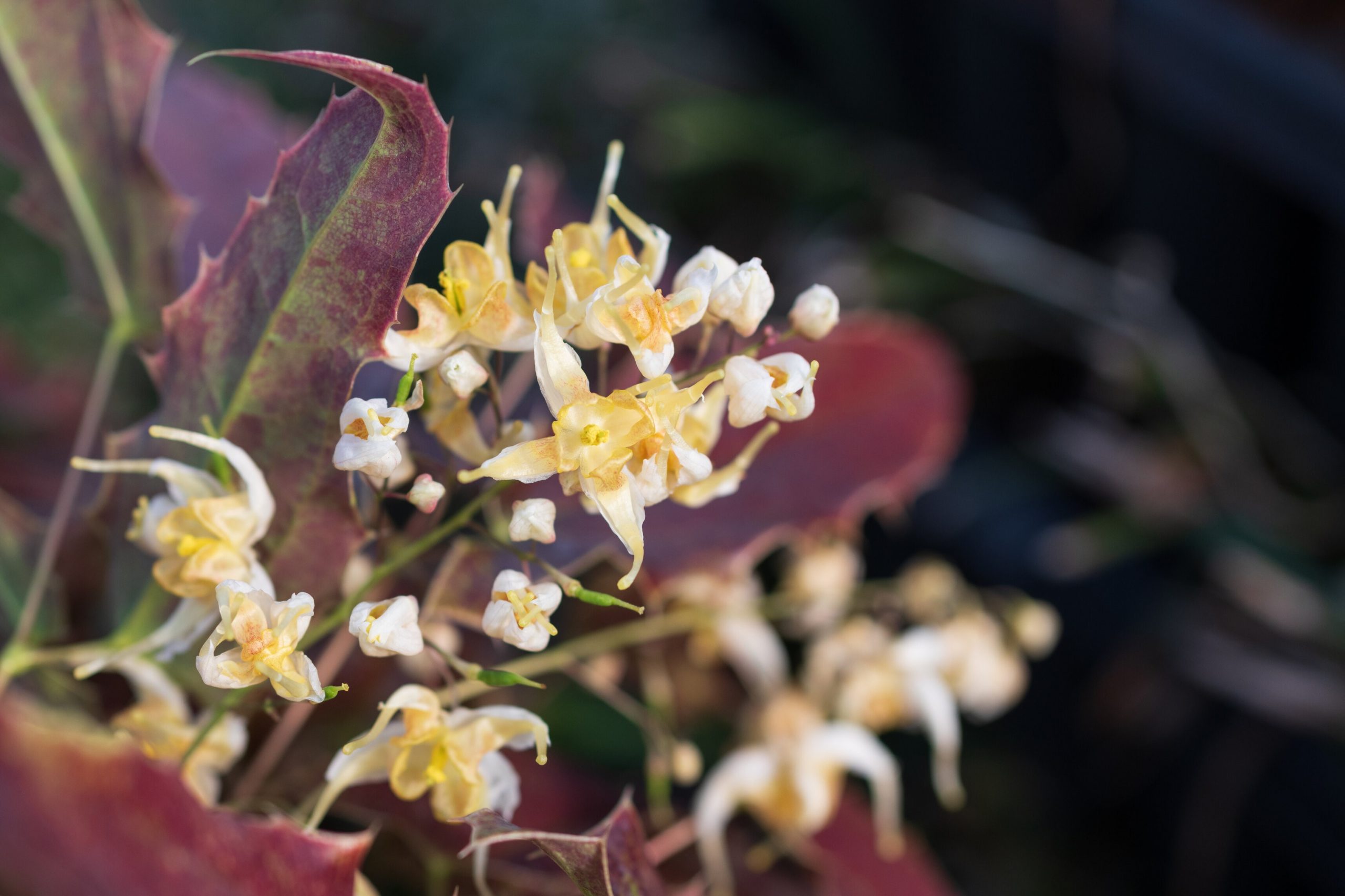 7057_epimedium_wushanense_spiny_leaves_form_SR_002.jpeg