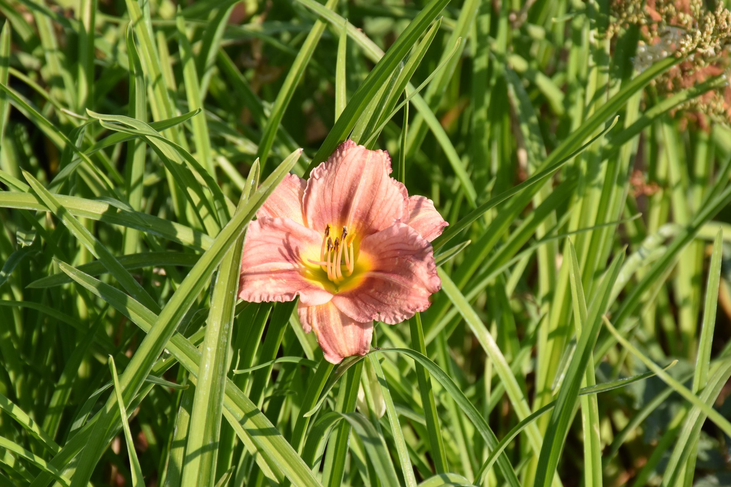 7059_hemerocallis_rose_XS_001.jpeg