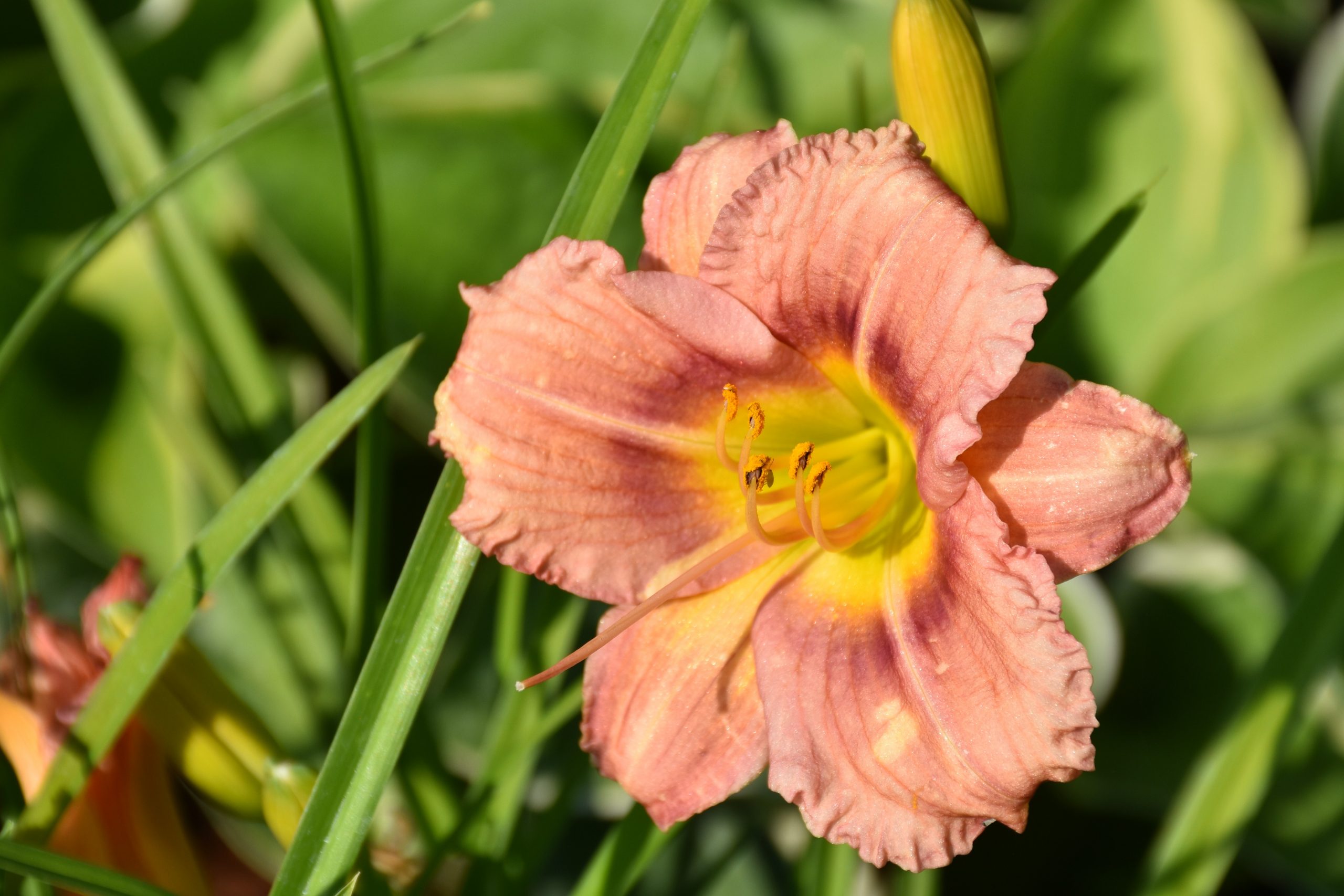 7060_hemerocallis_rose_XS_002.jpeg