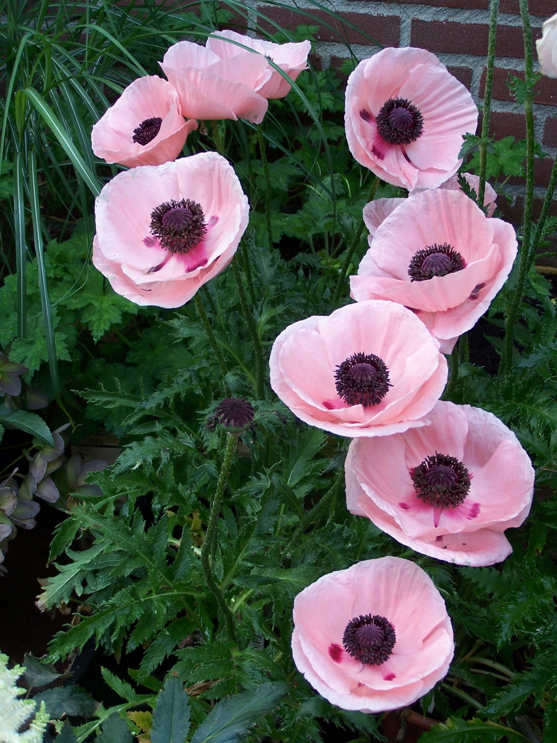 7062_papaver_orientale_paradiso_JV_001.jpeg