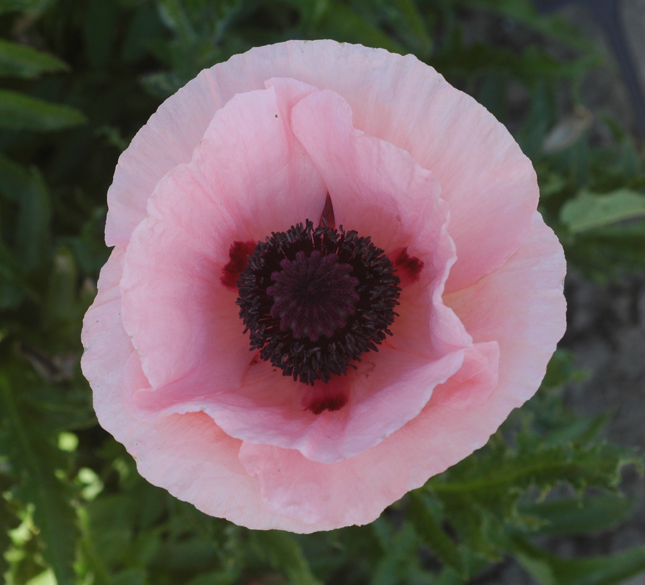 7063_papaver_orientale_paradiso_JV_002.jpeg