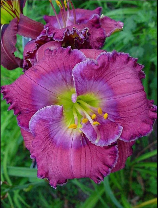 7088_hemerocallis_cultorum_lavender_blue_baby_SR_001.jpeg