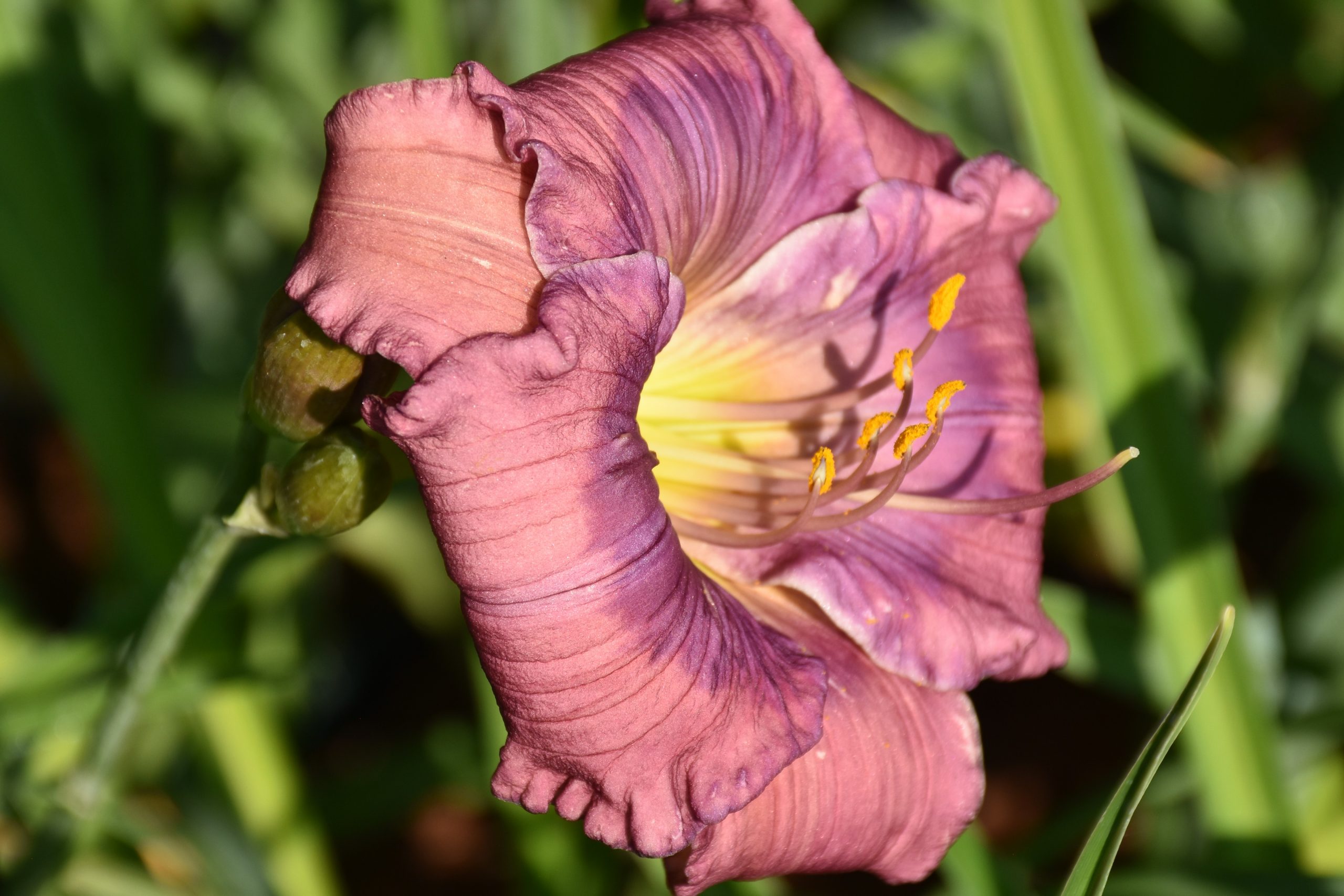 7089_hemerocallis_cultorum_lavender_blue_baby_XS_002.jpeg