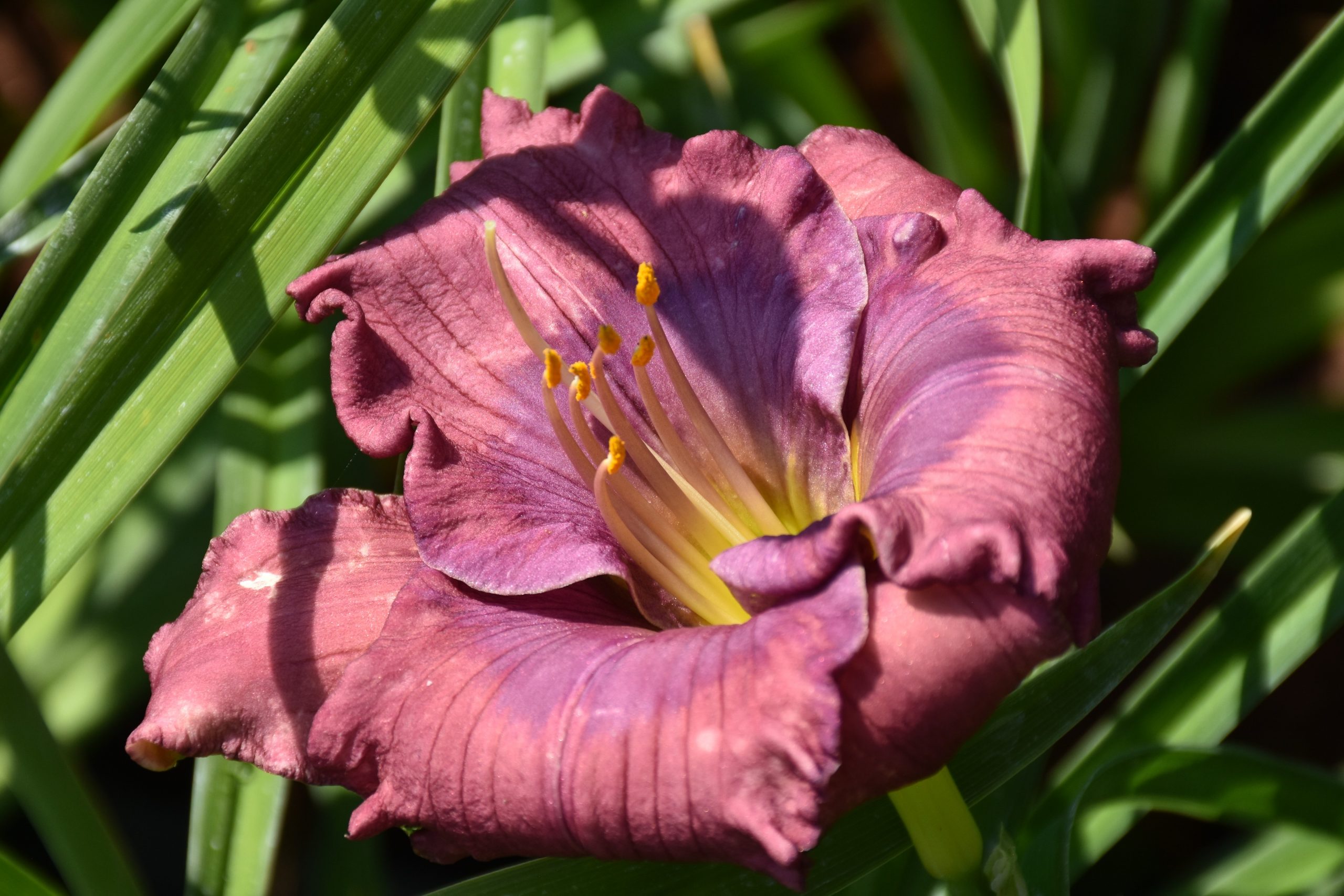 7090_hemerocallis_cultorum_lavender_blue_baby_XS_003.jpeg