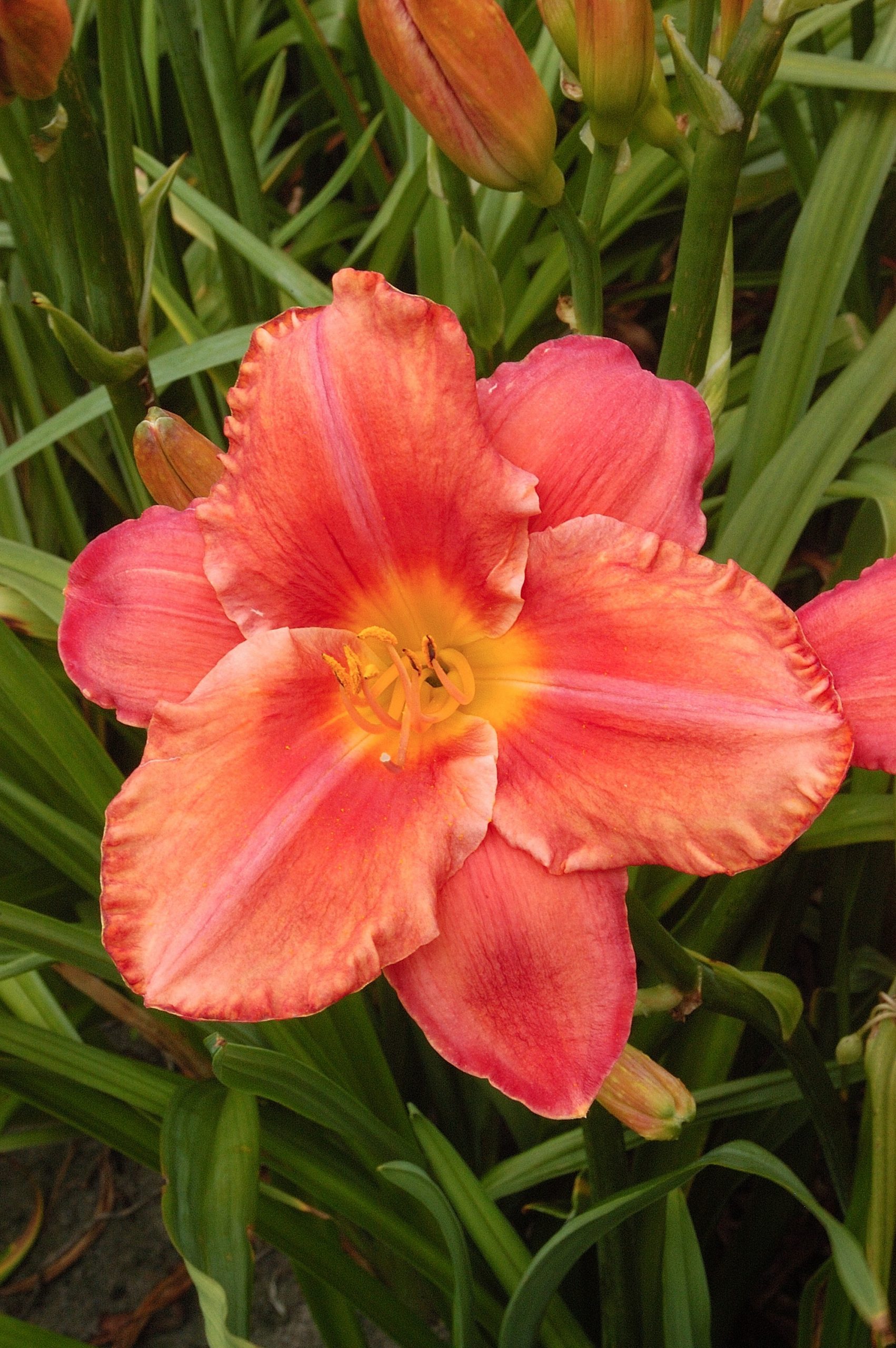 7091_hemerocallis_cultorum_south_seas_SR_001.jpeg