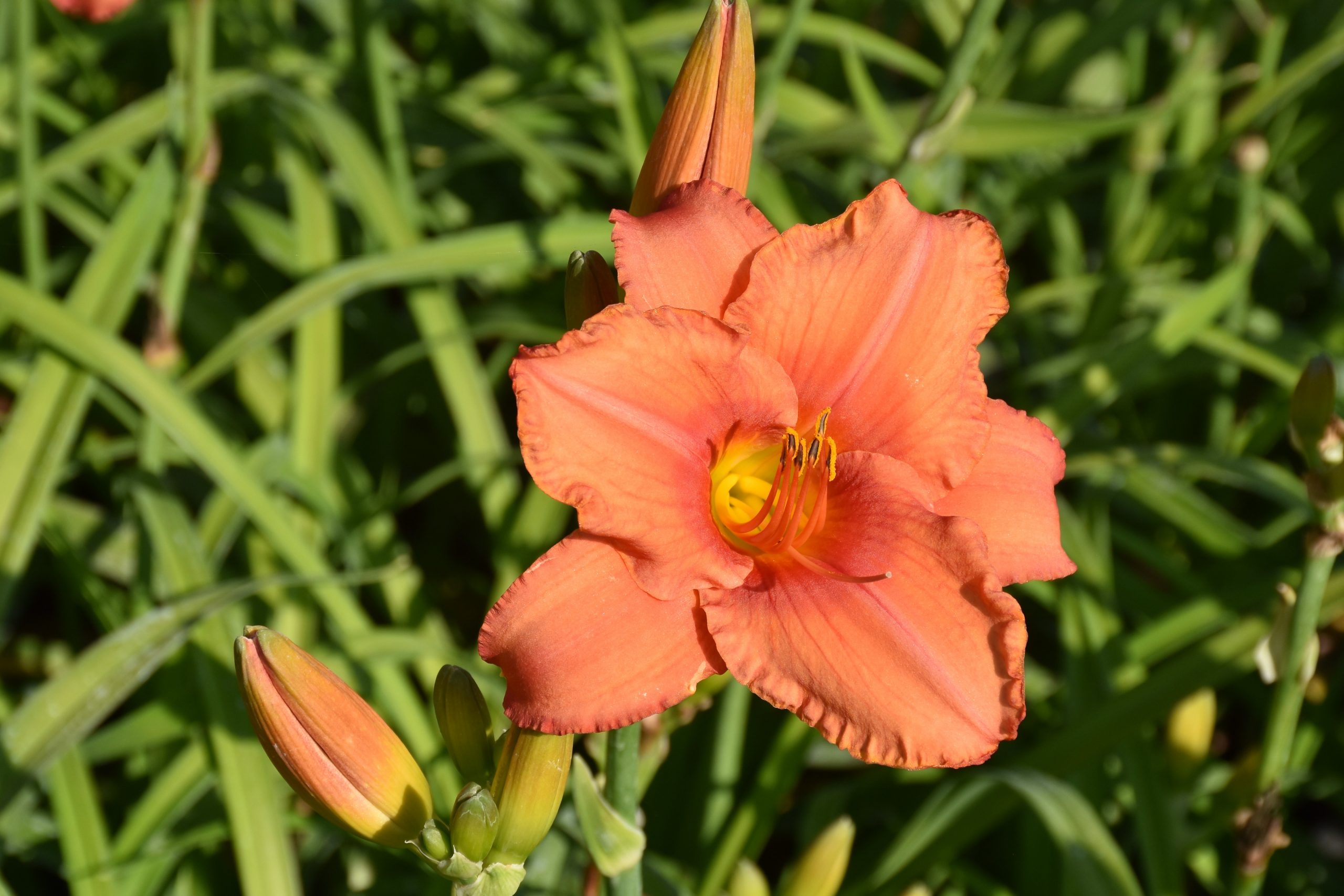 7092_hemerocallis_cultorum_south_seas_XS_002.jpeg