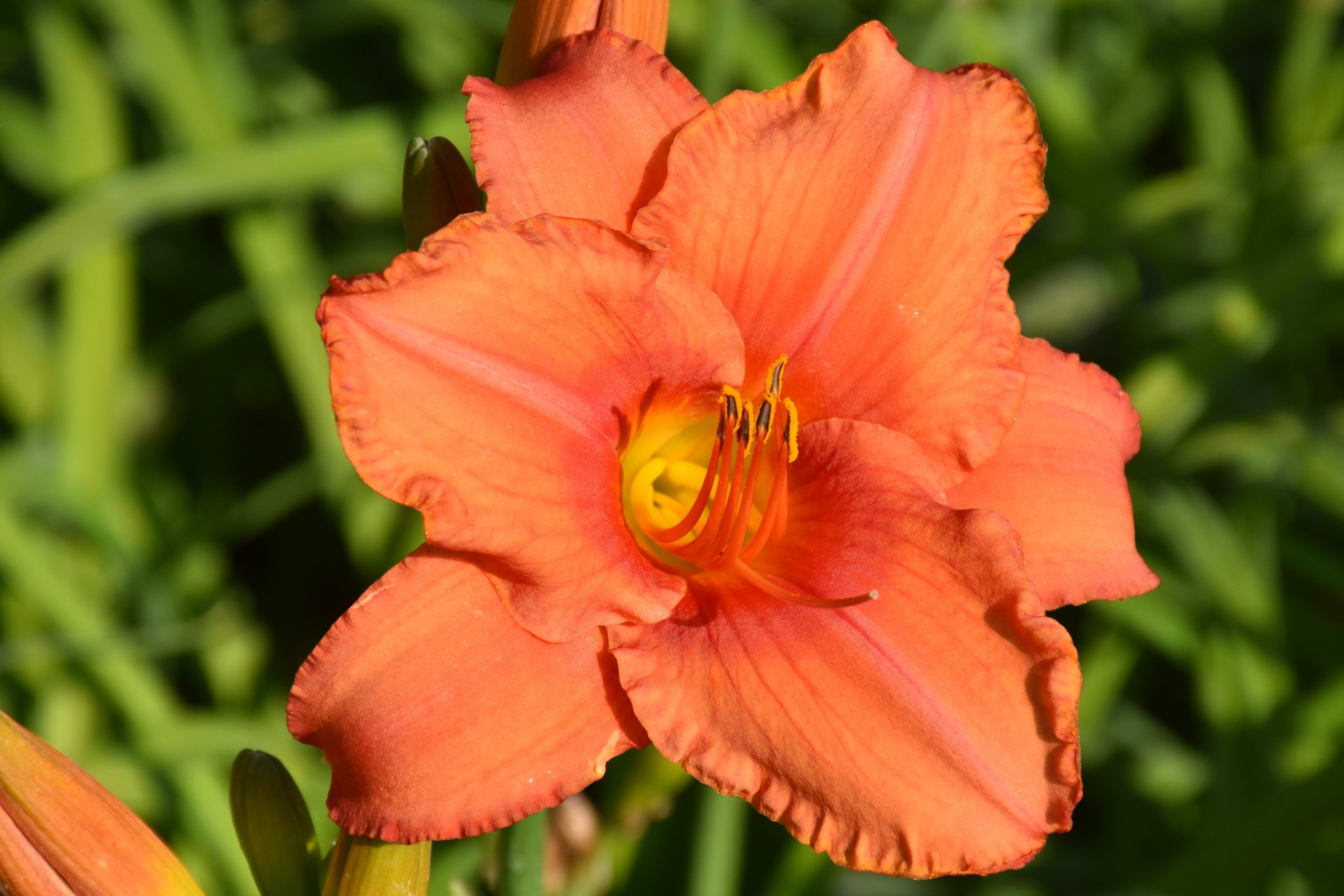 7093_hemerocallis_cultorum_south_seas_XS_003.jpeg