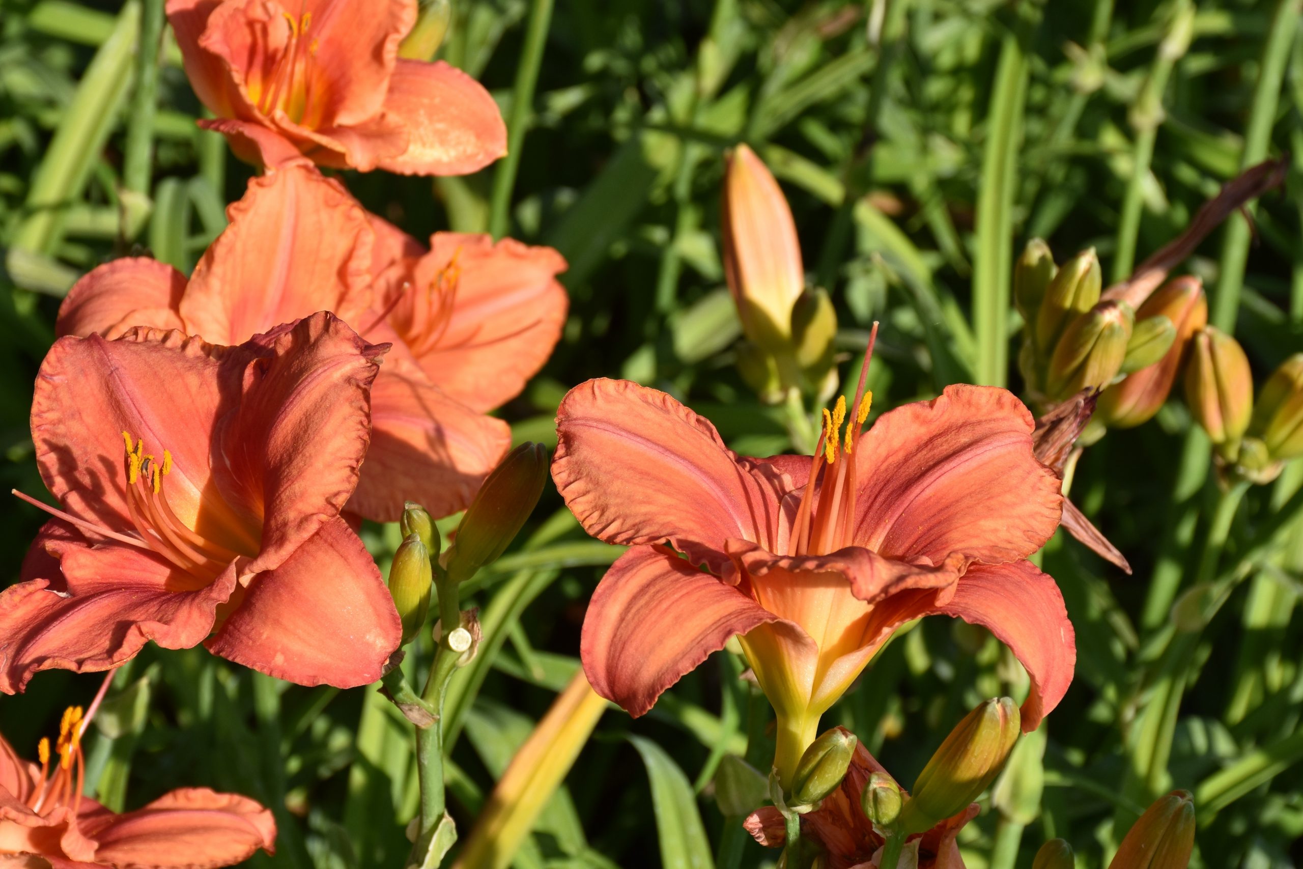 7094_hemerocallis_cultorum_south_seas_XS_004.jpeg