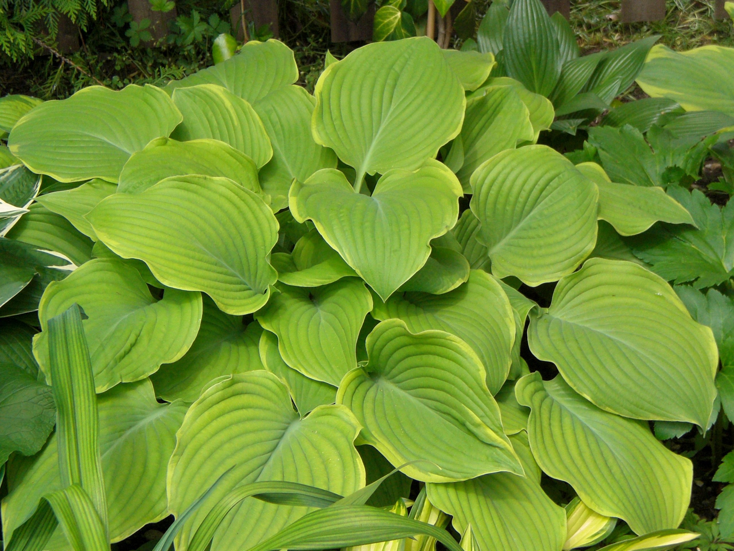 7162_hosta_cultorum_lakeside_cha_cha_XS_001.jpeg