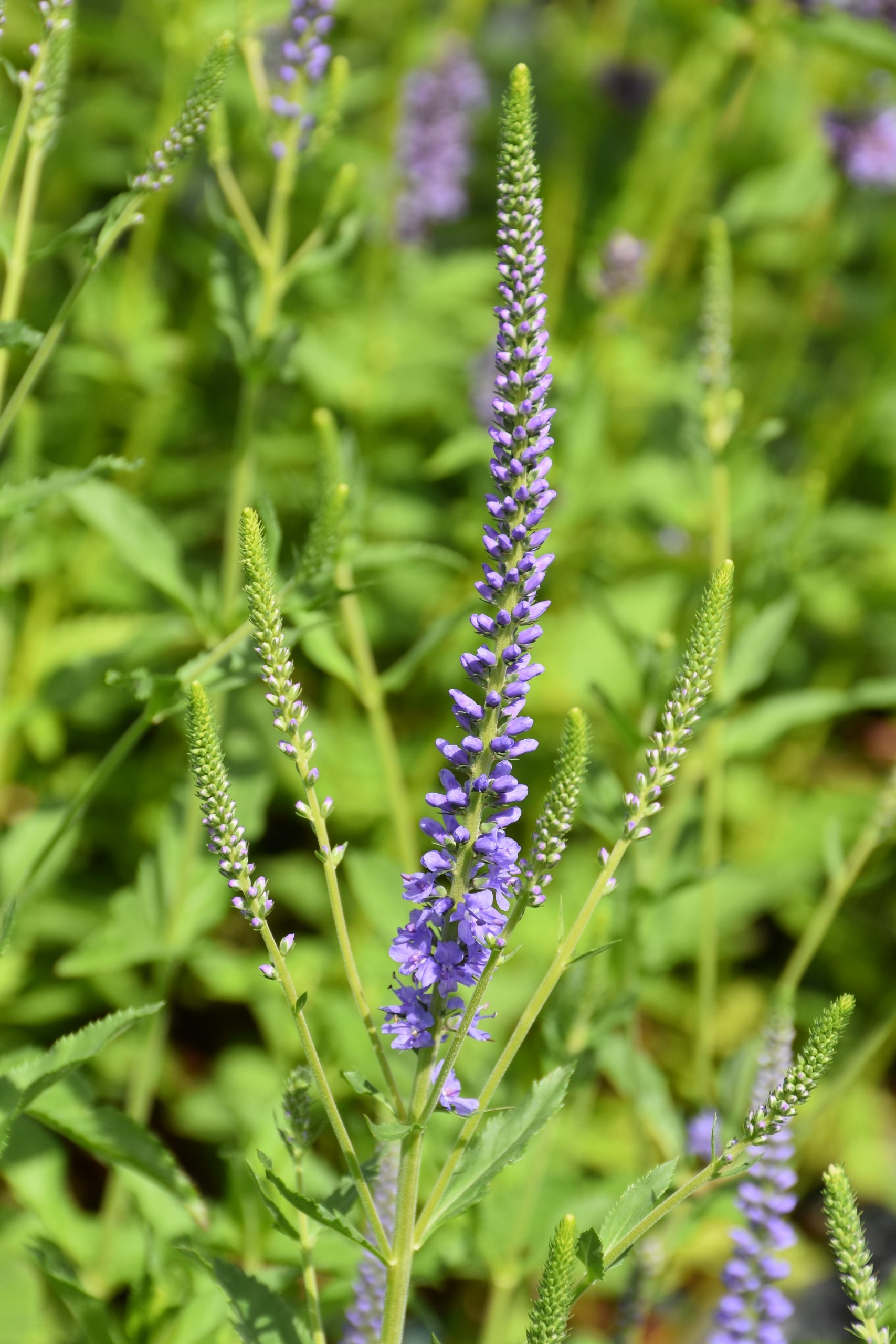 7165_veronica_longifolia_blue_lagoon_XS_002.jpeg