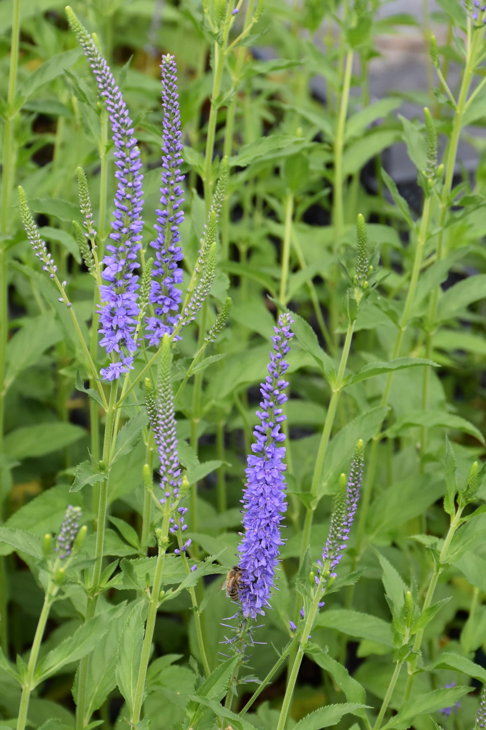 7166_veronica_longifolia_blue_lagoon_XS_003.jpeg