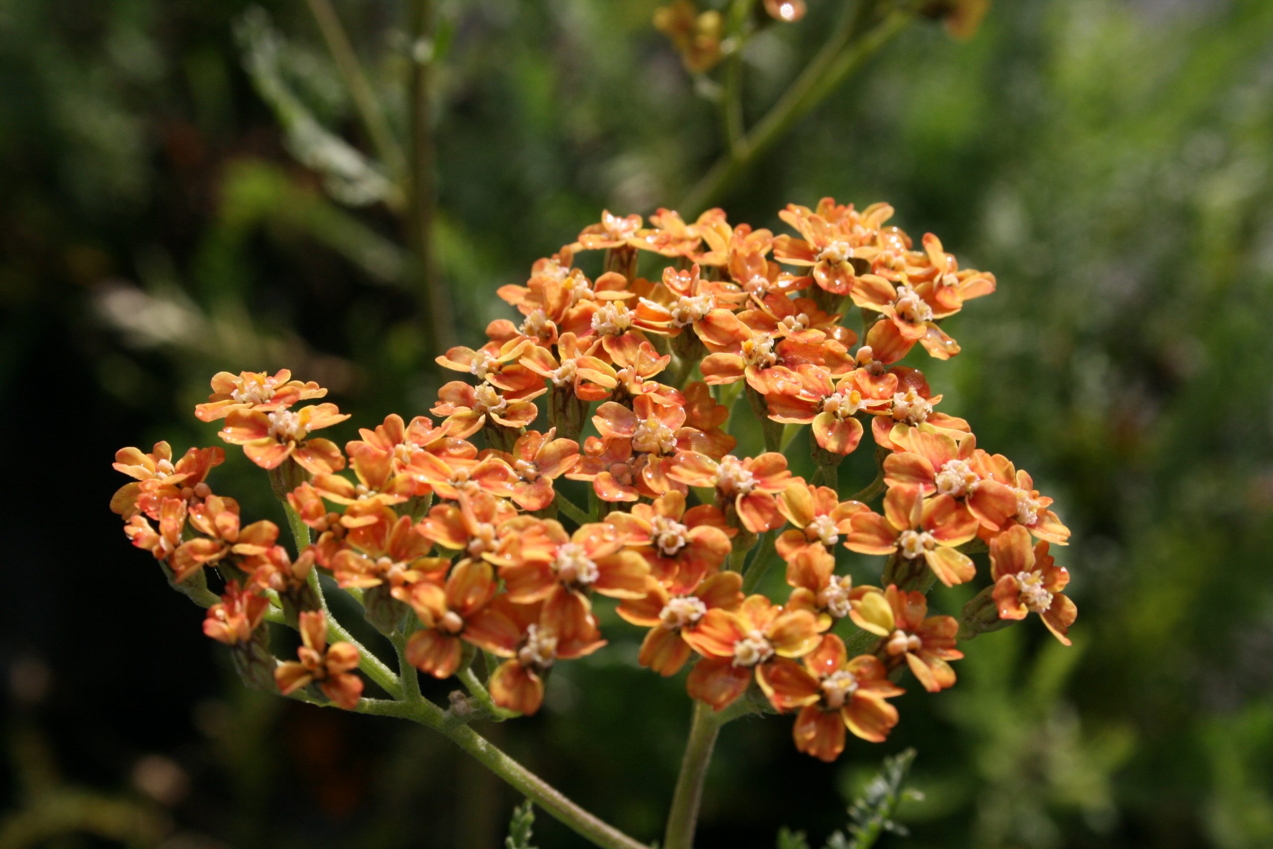 71_achillea_millefolium_terracotta_SS_001.jpeg