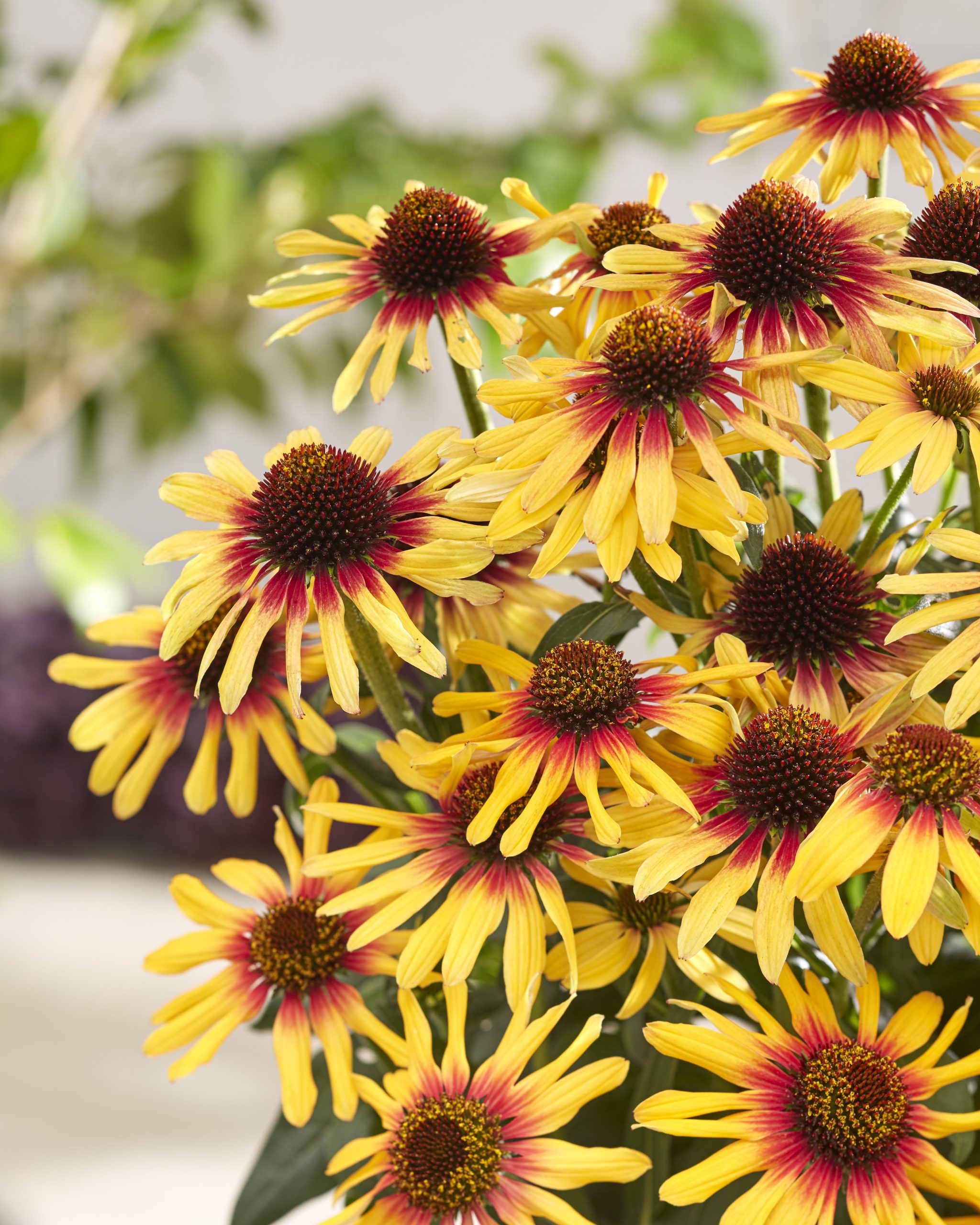 7227_echinacea_purpurea_tequila_sunrise_SR_001.jpeg