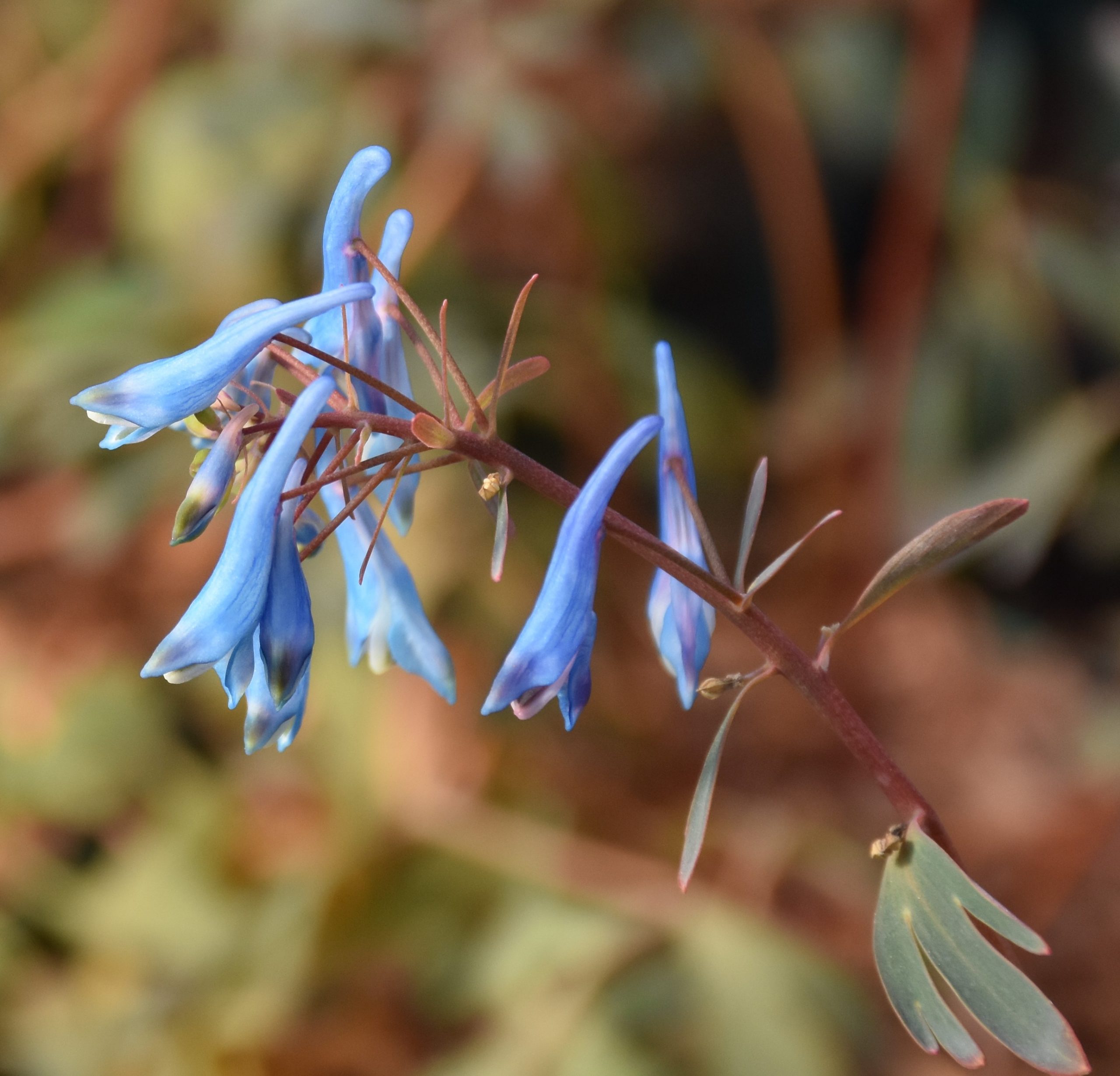 7239_corydalis_flexuosa_porcelain_blue_XS_001.jpg