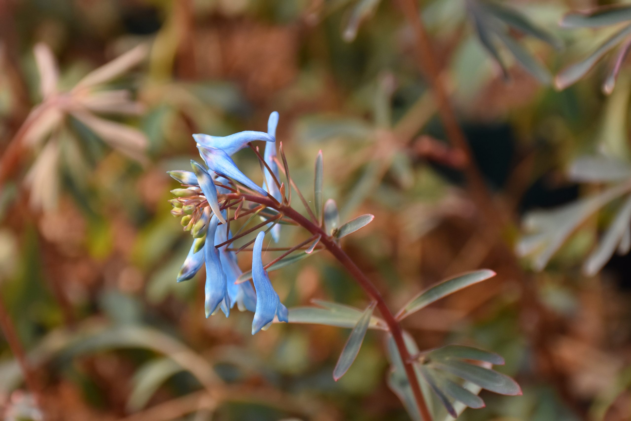 7240_corydalis_flexuosa_porcelain_blue_XS_002.jpg