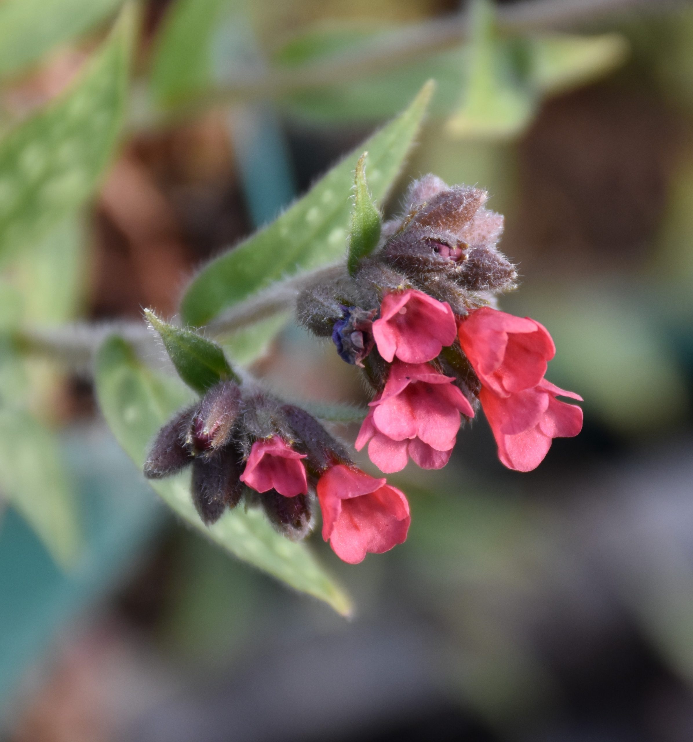 7242_pulmonaria_longifolia_raspberry_splash_XS_002.jpg