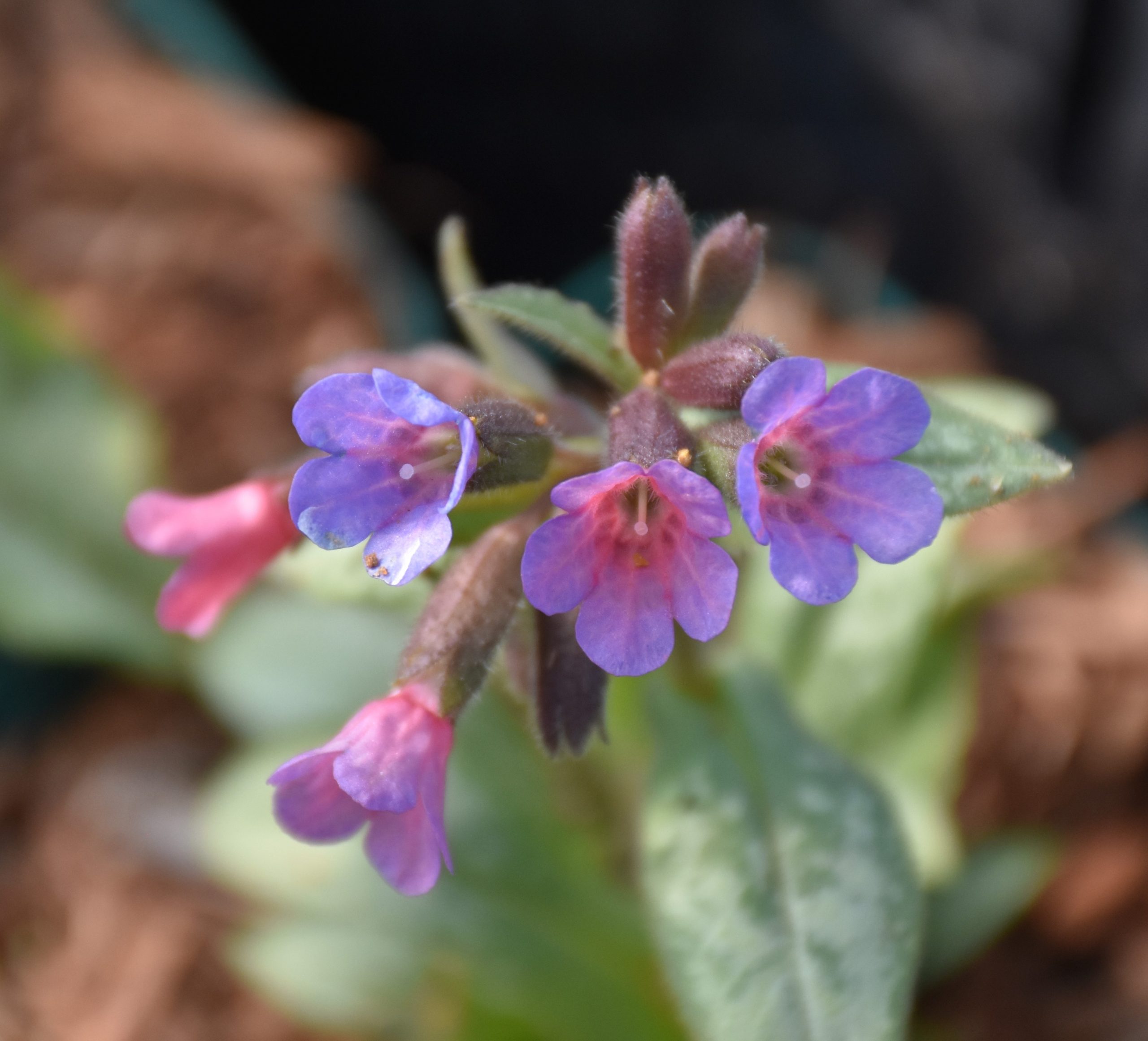 7244_pulmonaria_saccharata_majeste_XS_003-1.jpg