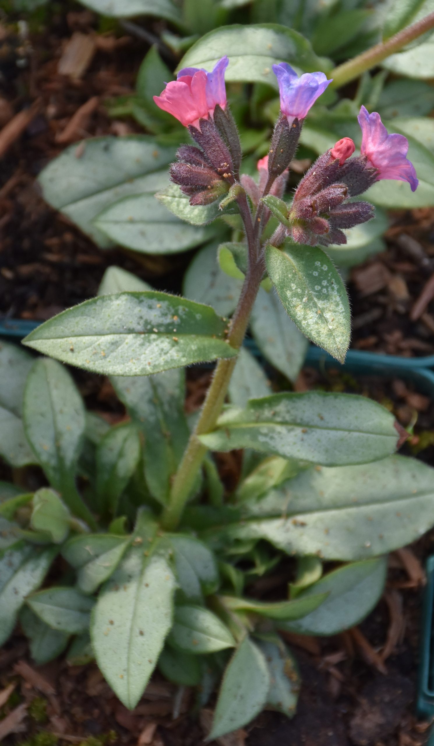 7245_pulmonaria_saccharata_majeste_XS_004-1.jpg