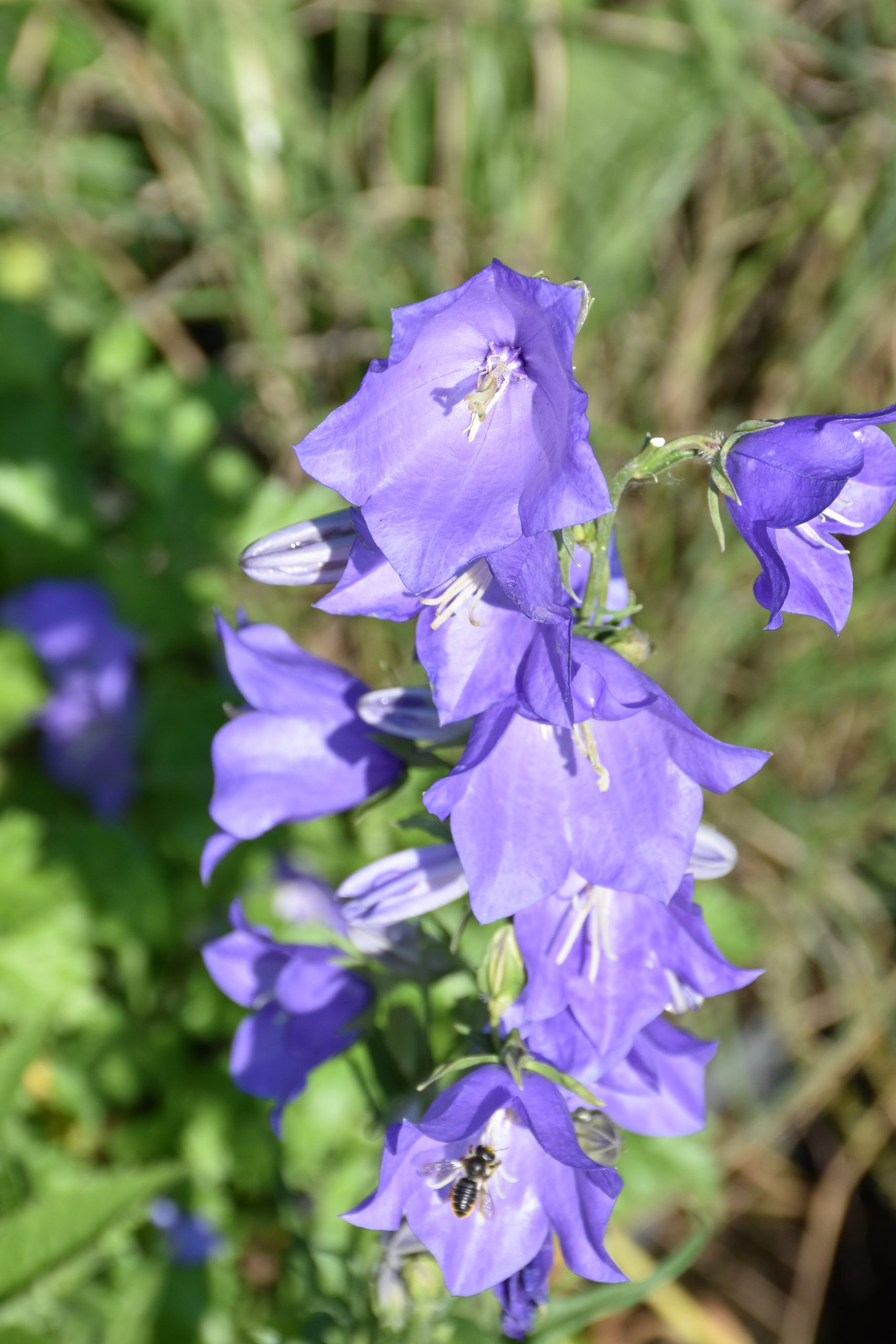 7270_campanula_persicifolia_grandiflora_coerulea_XS_002.jpg