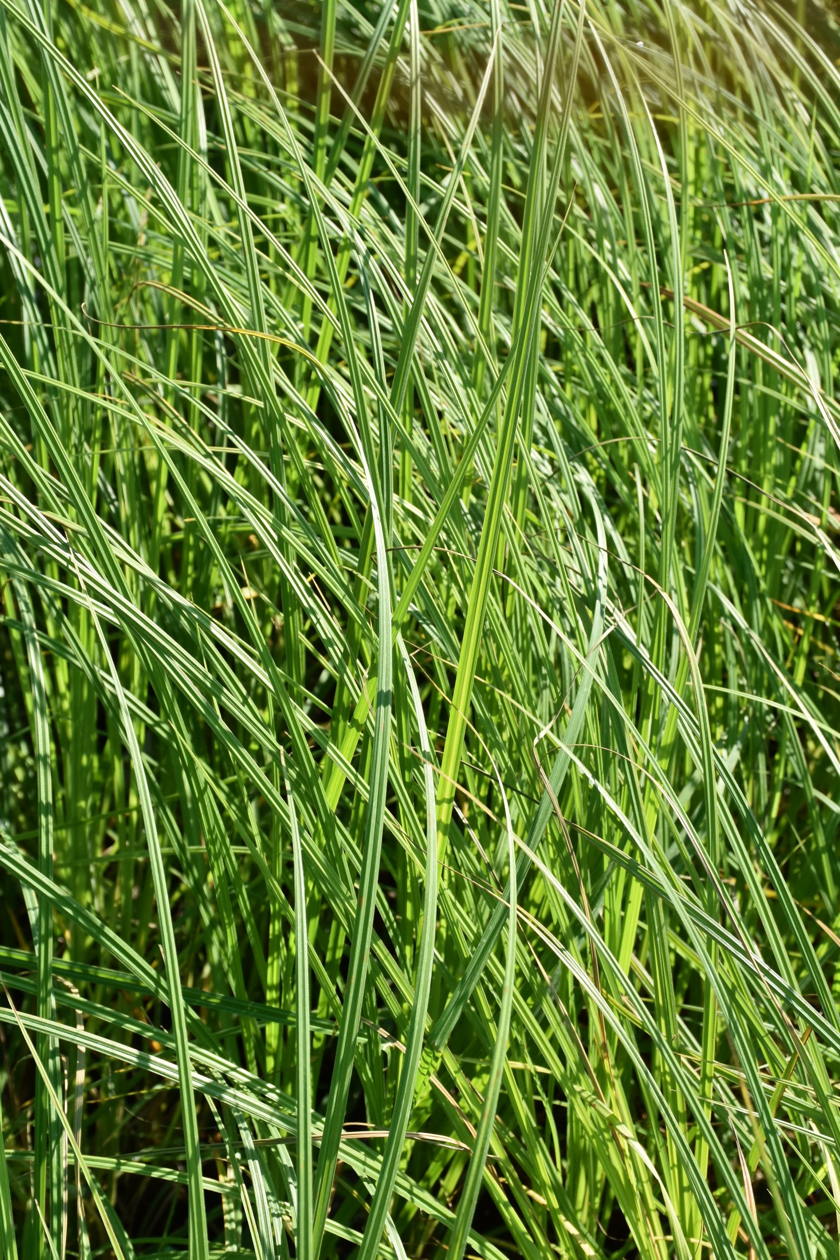 7274_carex_acuta_cgracilis_XS_003.jpg