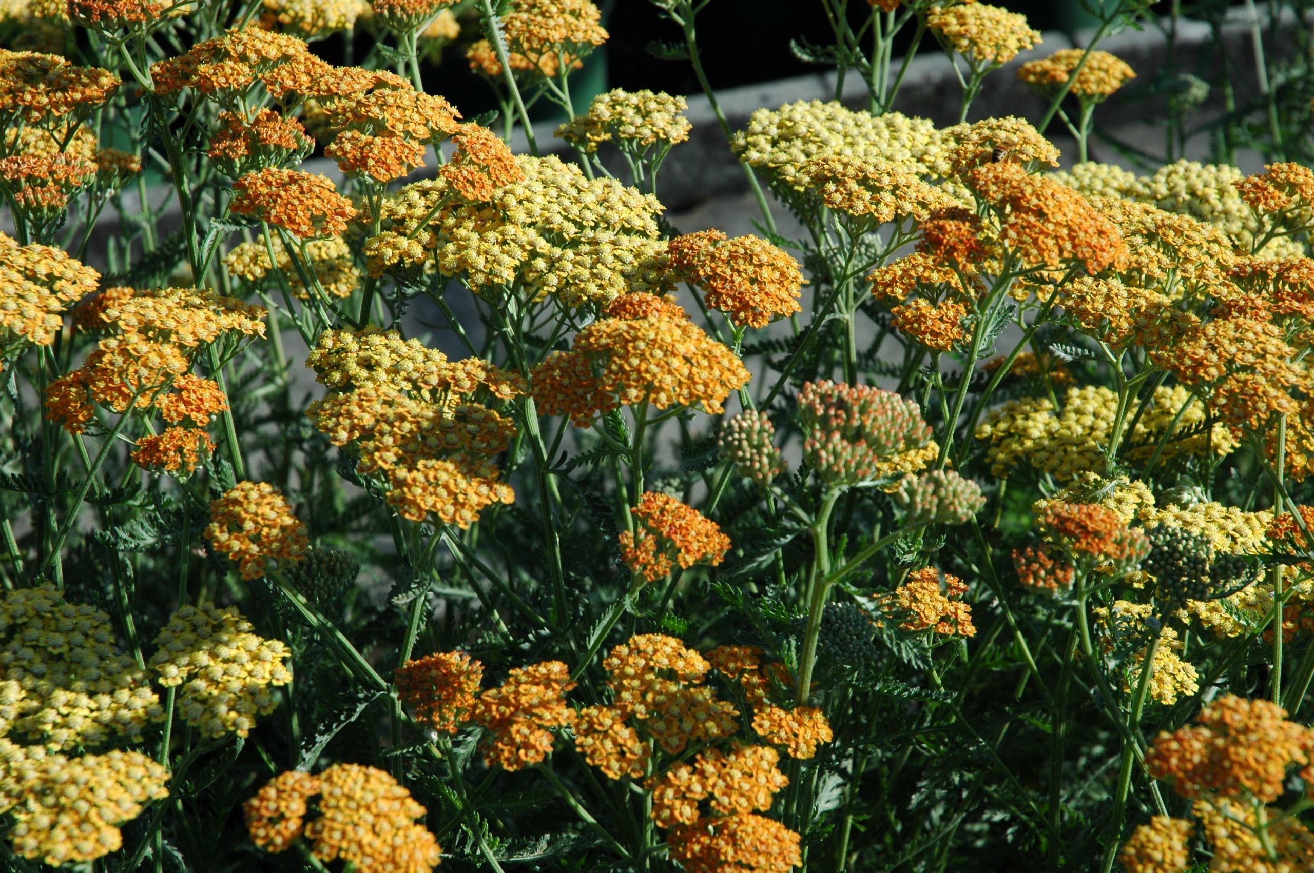 72_achillea_millefolium_terracotta_XS_002.jpeg